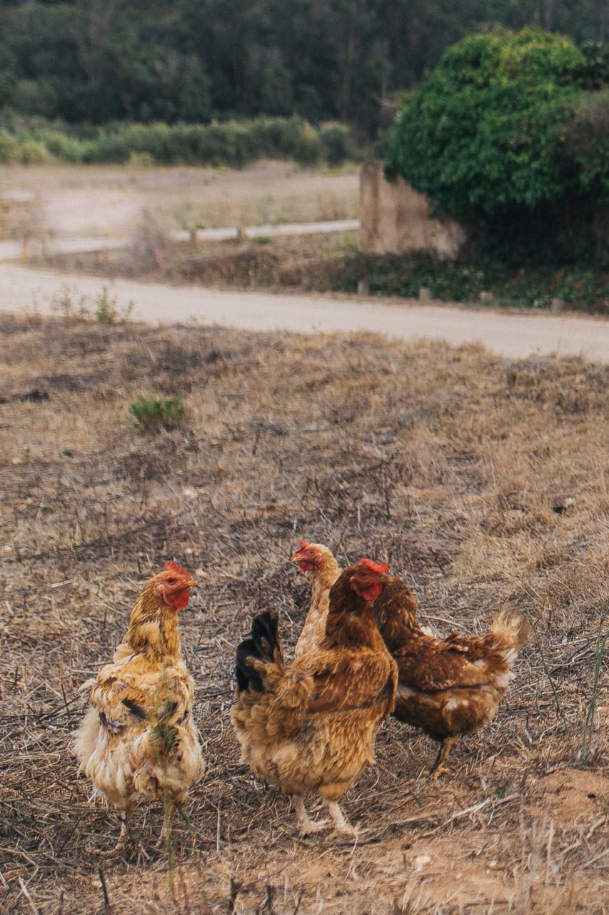 Aldeia da Pedralva Portugal-Hochzeitsfotograf Portugal-romantisches Dorf Algarv