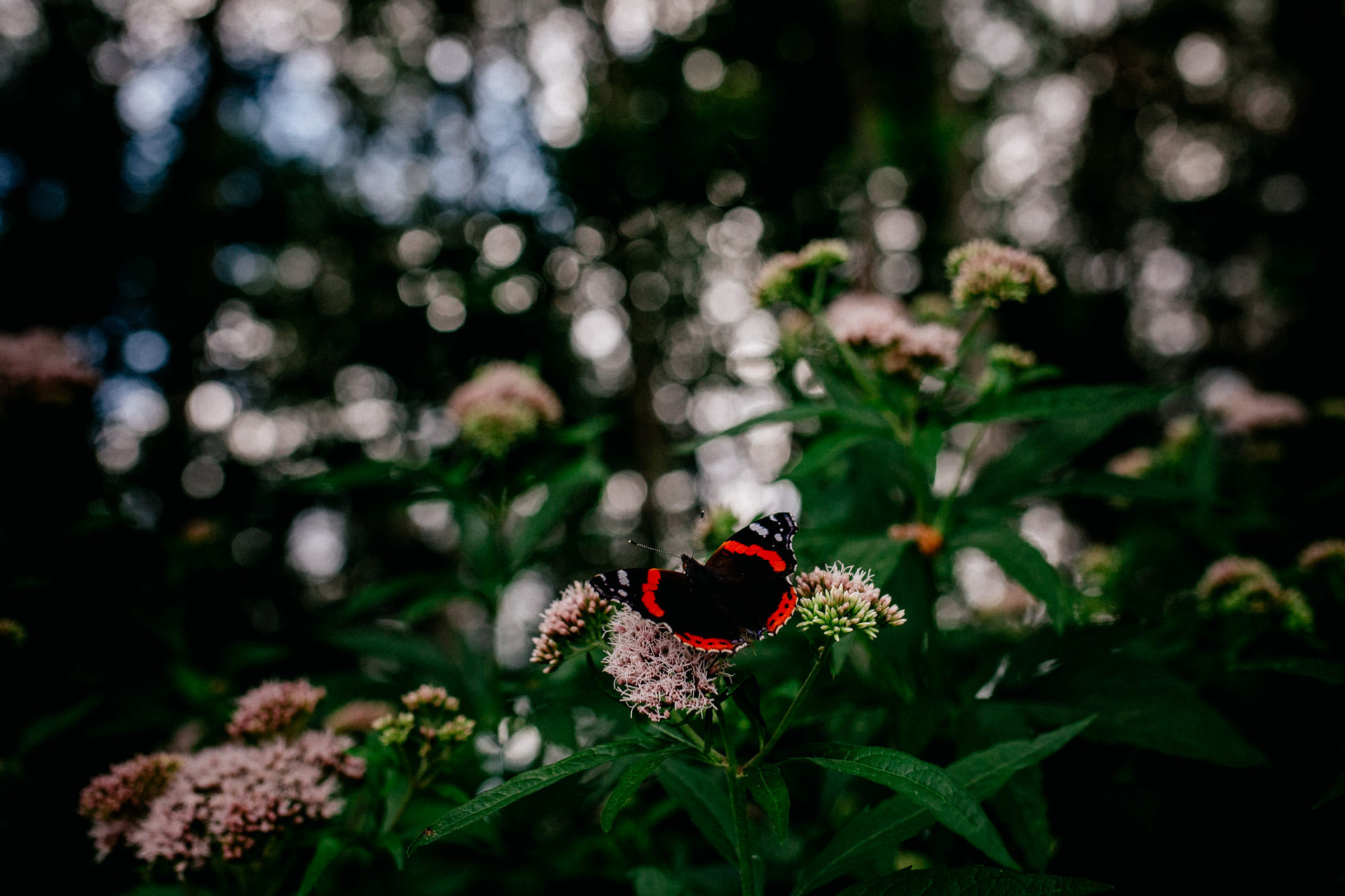Familienbilder Berlin Wald natürliches Babyshoot