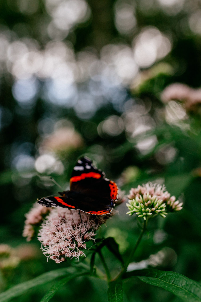 Familienbilder Paarshooting Berlin Wald natürliches Babyshoot
