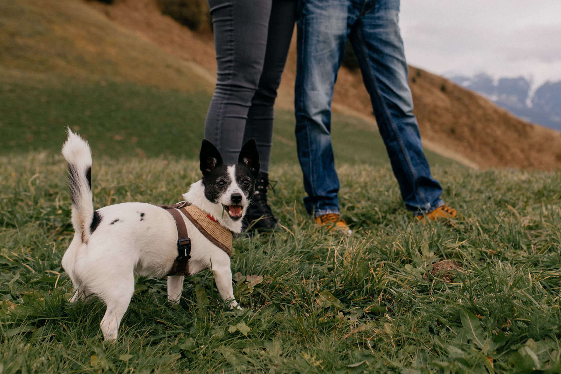 Verlobungsbilder mit Hund-Paarshooting Österreich-tirol hochzeitsfotograf-serfaus Wanderung