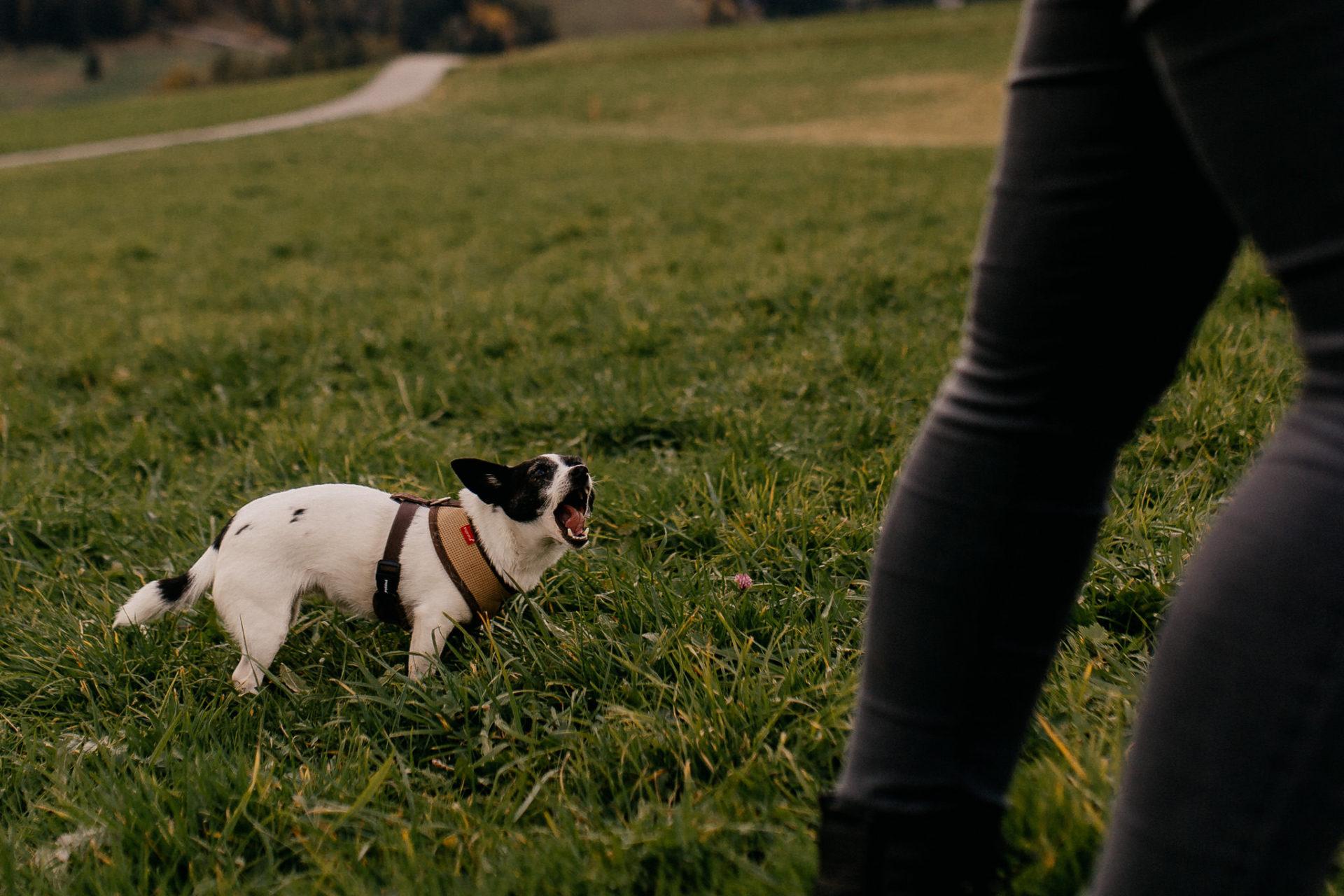 Verlobungsbilder mit Hund-Paarshooting Österreich-tirol hochzeitsfotograf-serfaus Wanderung