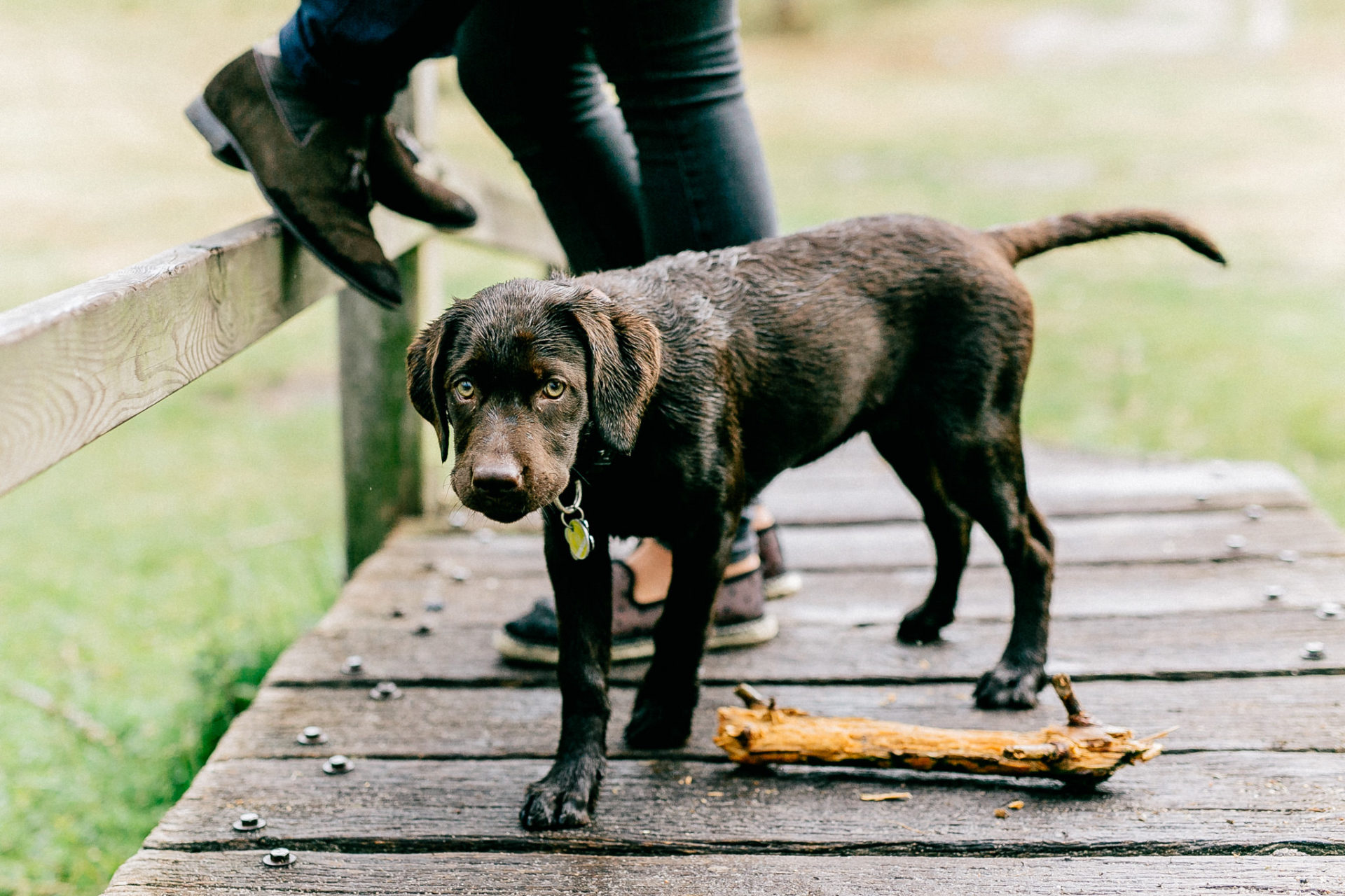 Lüneburger Heide Buchholz Paarshooting-hochzeitsfotograf HH-26 In Love Session Hamburg mit Hund Labrador Welpe