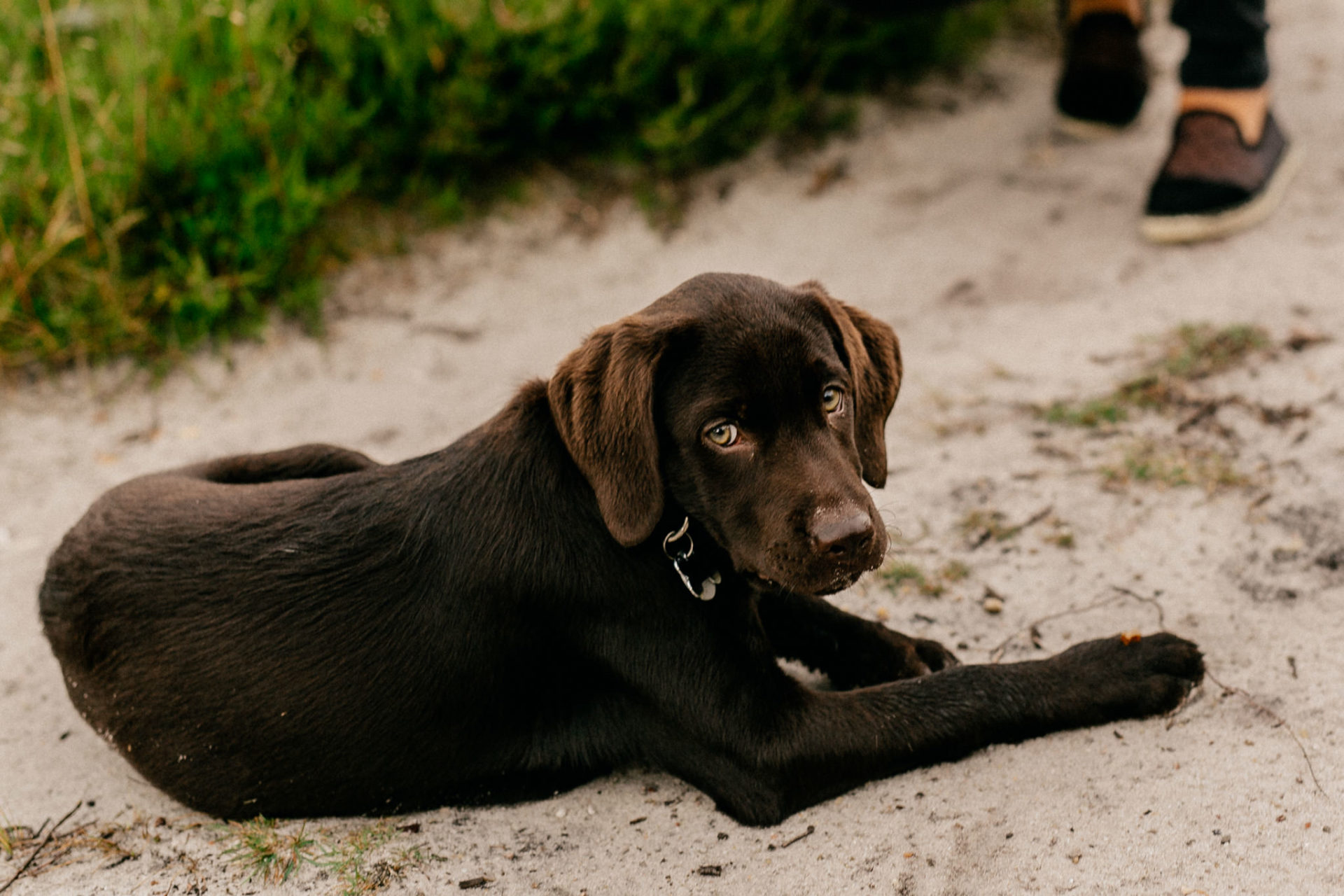Lüneburger Heide Buchholz Paarshooting-hochzeitsfotograf HH-4 Portrait Paar Verliebt Hund Welpe Natur Lüneburger Heide Hamburg