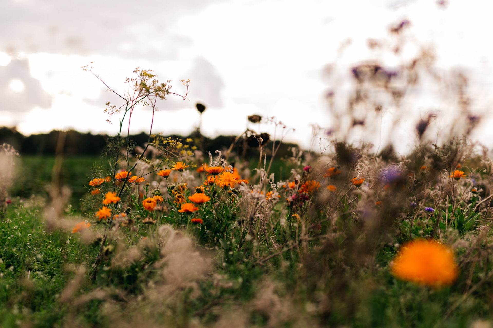 Verlobungsbilder Stuttgart Vaihingen Enz Blumenwiese Spaziergang-10 Hochzeitsfotografie Verlobungsshoot Blumenwiese paarfotografie romantisch Sonnenuntergang Portrait