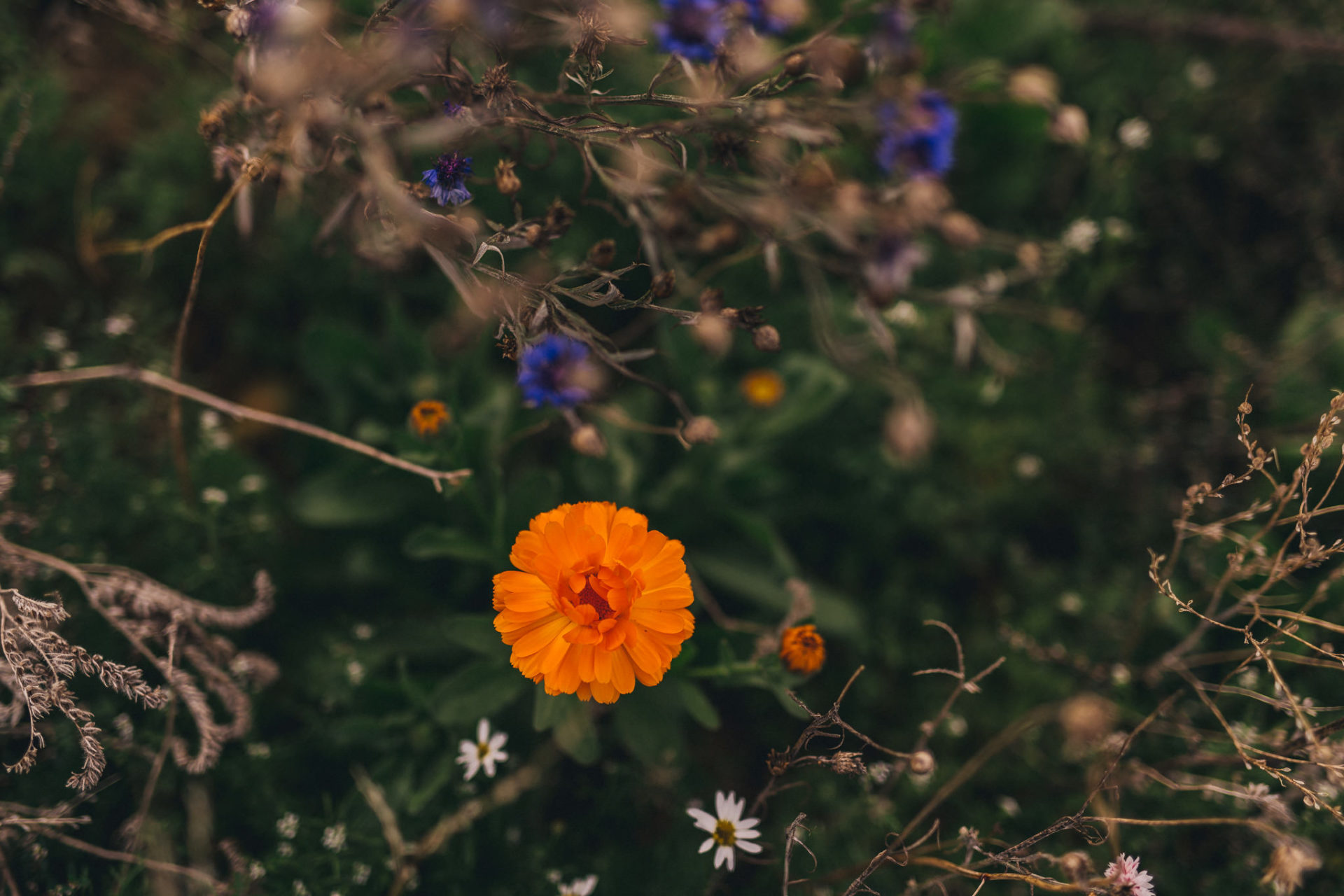 Verlobungsbilder Stuttgart Vaihingen Enz Blumenwiese Spaziergang-11 Hochzeitsfotografie Verlobungsshoot Blumenwiese paarfotografie romantisch Sonnenuntergang Portrait