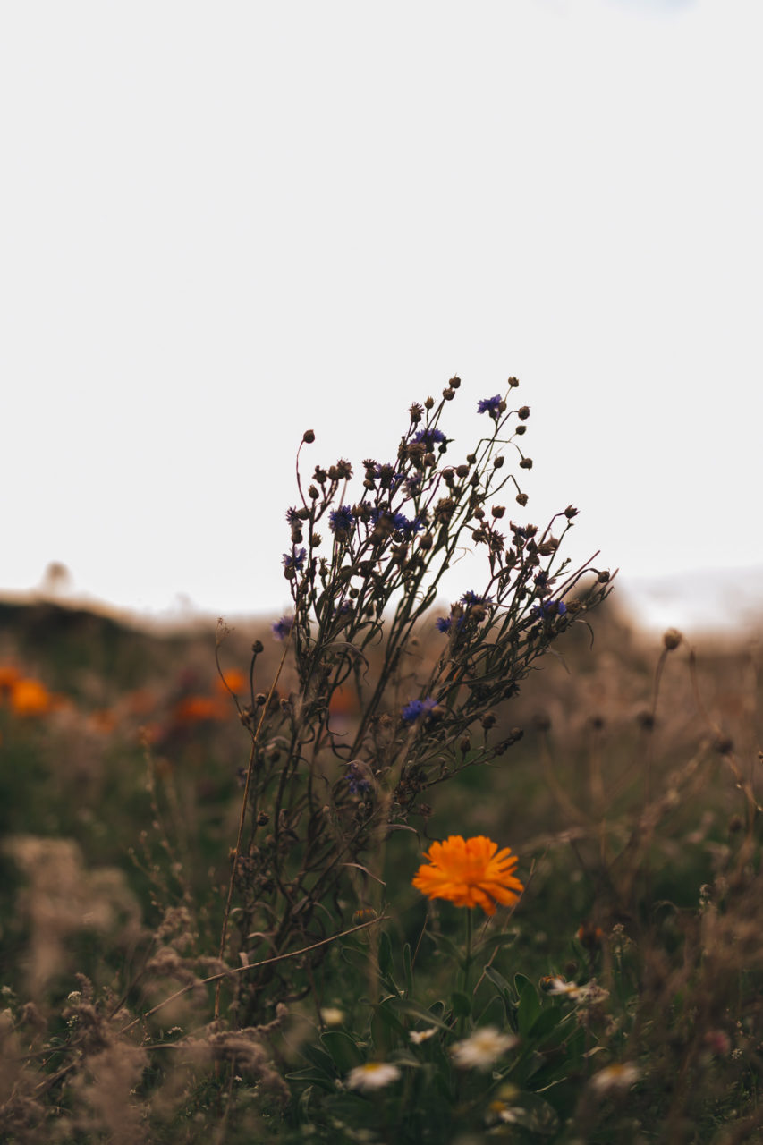 Verlobungsbilder Stuttgart Vaihingen Enz Blumenwiese Spaziergang-9 Hochzeitsfotografie Verlobungsshoot Blumenwiese paarfotografie romantisch Sonnenuntergang Portrait
