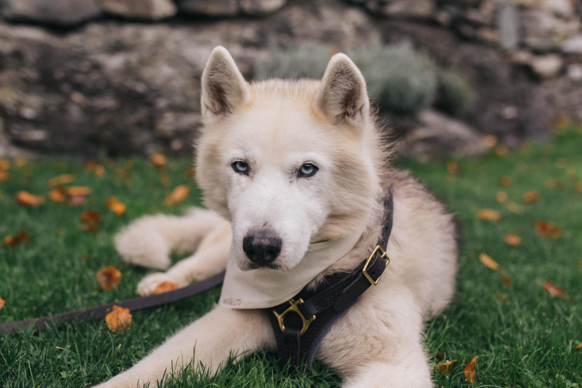 heiraten mit Hund-sibirischer Husky Trauzeuge-Hundegeschirr leder-schloss friedberg