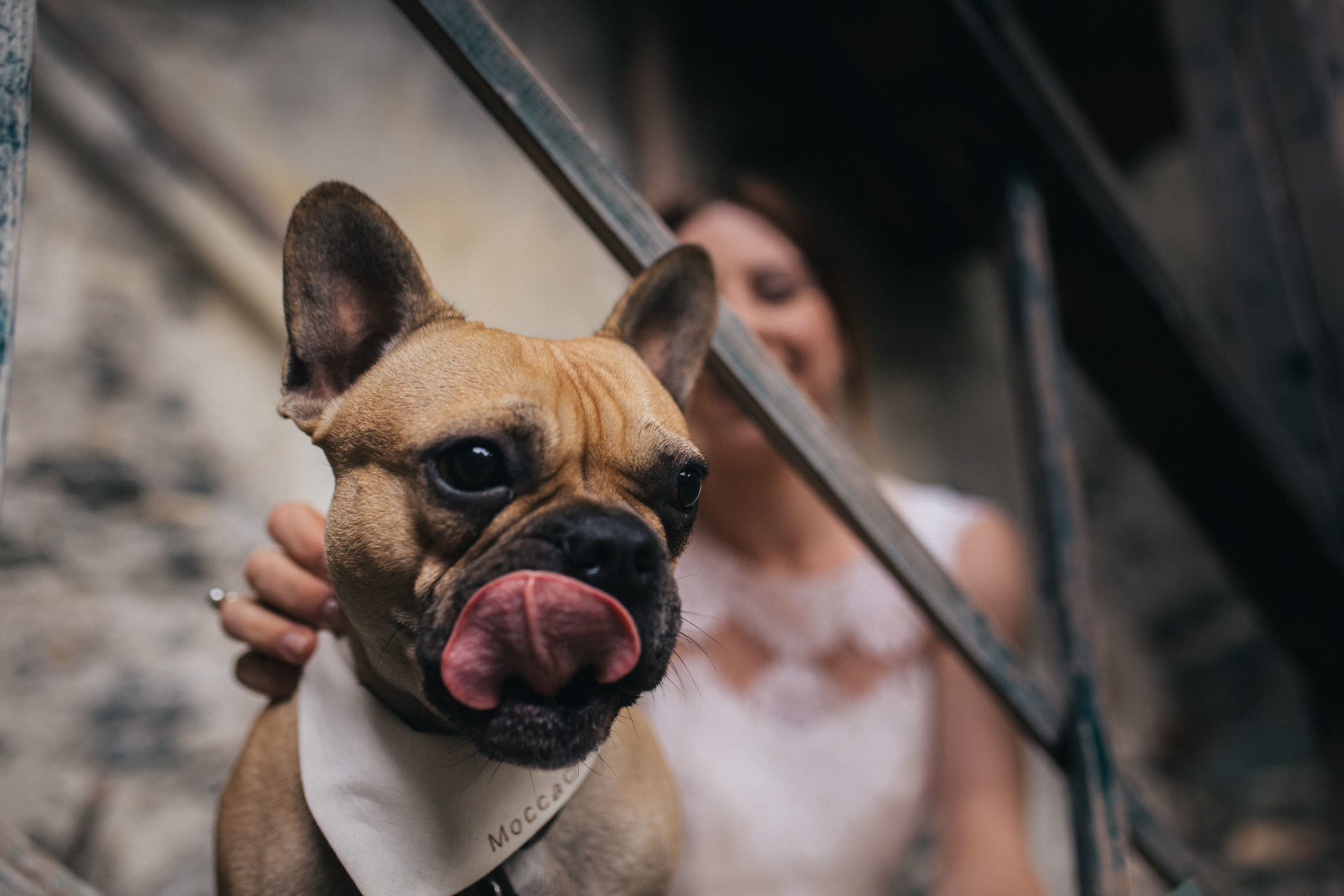 heiraten mit Hund-french bulldog ringträger-hochzeitsfotograf innsbruck-tirol burg hochzeit