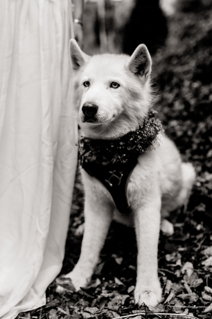 romantische herbsthochzeit burg Friedberg tirol-innsbruck hochzeitsfotograf-heiraten mit Hund