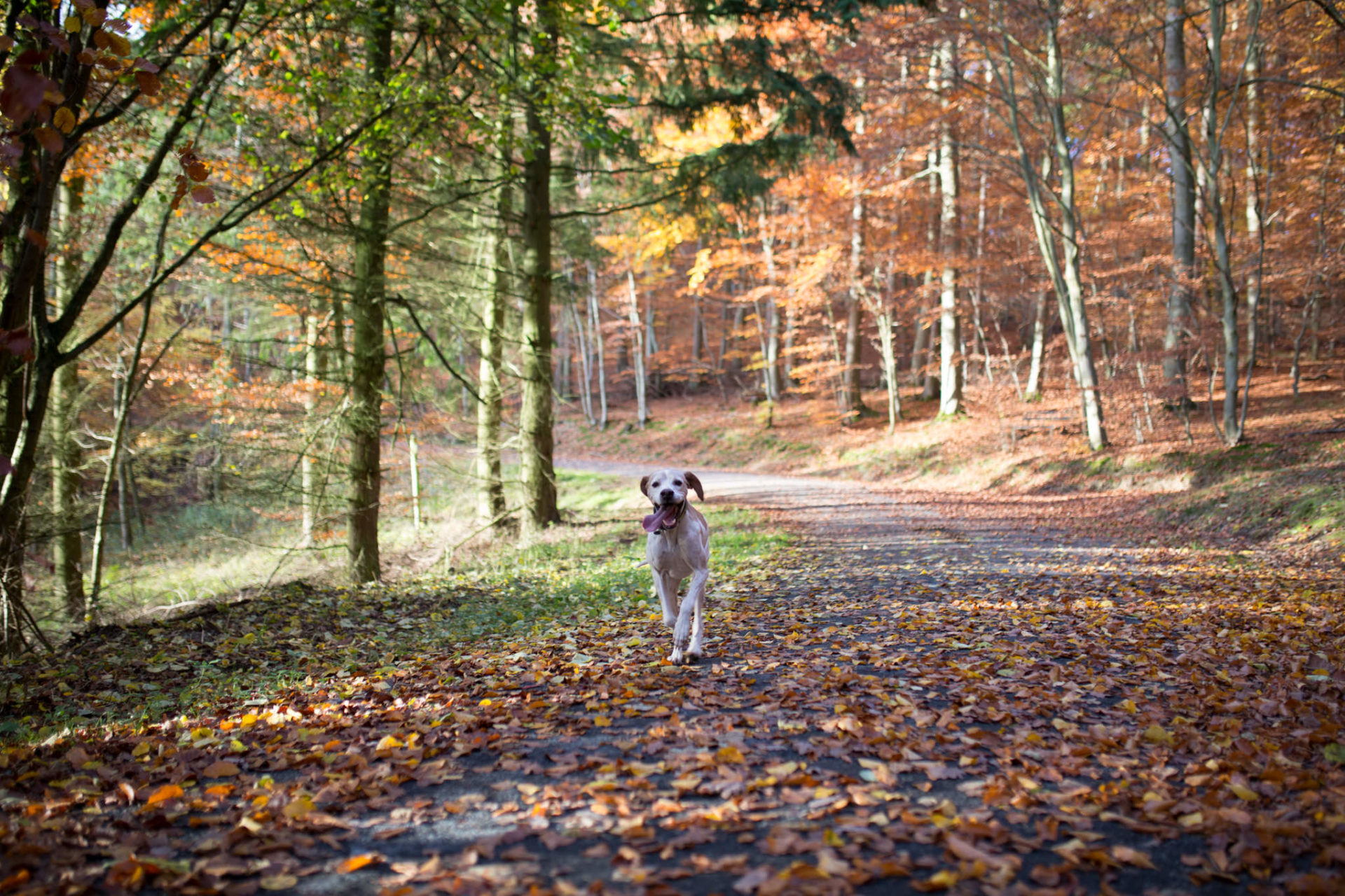 Hochzeitsfotograf Koblenz Mayen Bundeswehr Wald-5 hochzeitsfotograf Koblenz-heiraten mit Hund-Mayen waldhochzeit