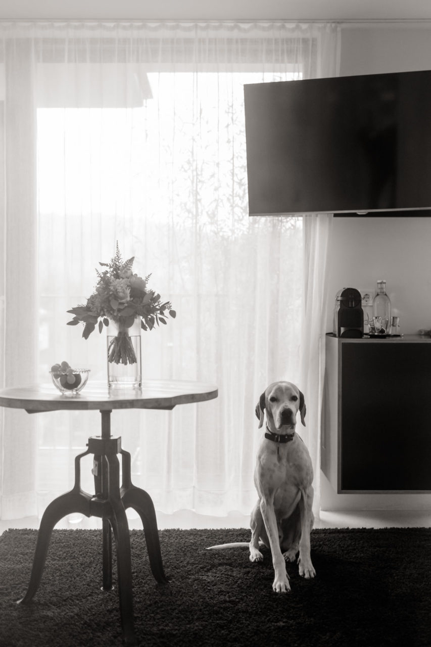 Urlaub mit Hund Innsbruck Hotel Nala Tierfotografie English Pointer Berge Hoteltipi Österreich