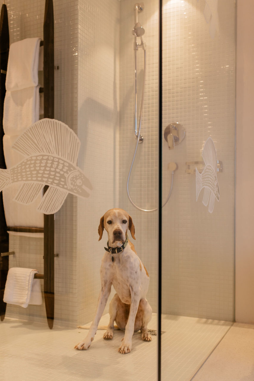 Urlaub mit Hund Innsbruck Hotel Nala Tierfotografie English Pointer Berge Hoteltipi Österreich