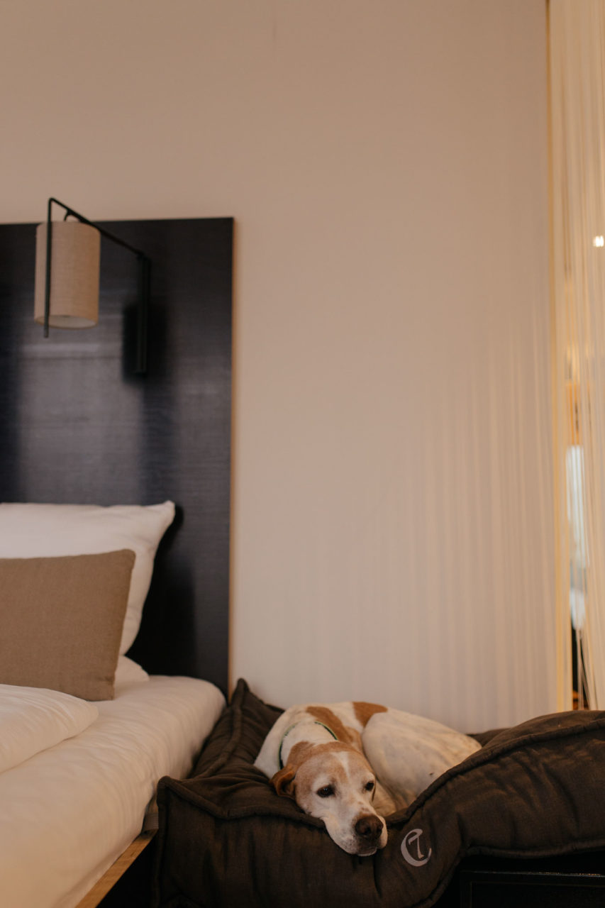Urlaub mit Hund Innsbruck Hotel Nala Tierfotografie English Pointer Berge Hoteltipi Österreich