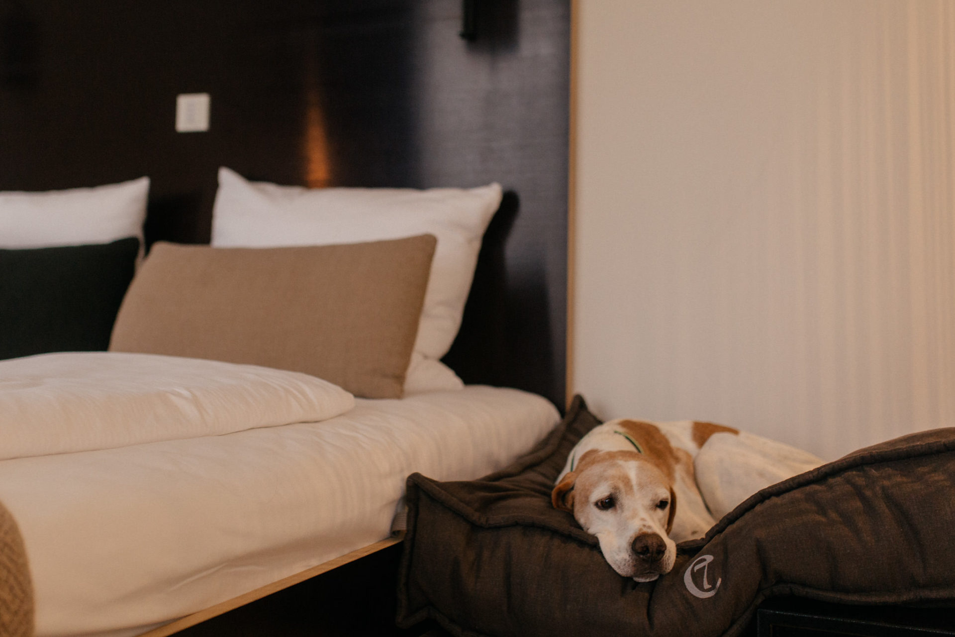 Urlaub mit Hund Innsbruck Hotel Nala Tierfotografie English Pointer Berge Hoteltipi Österreich
