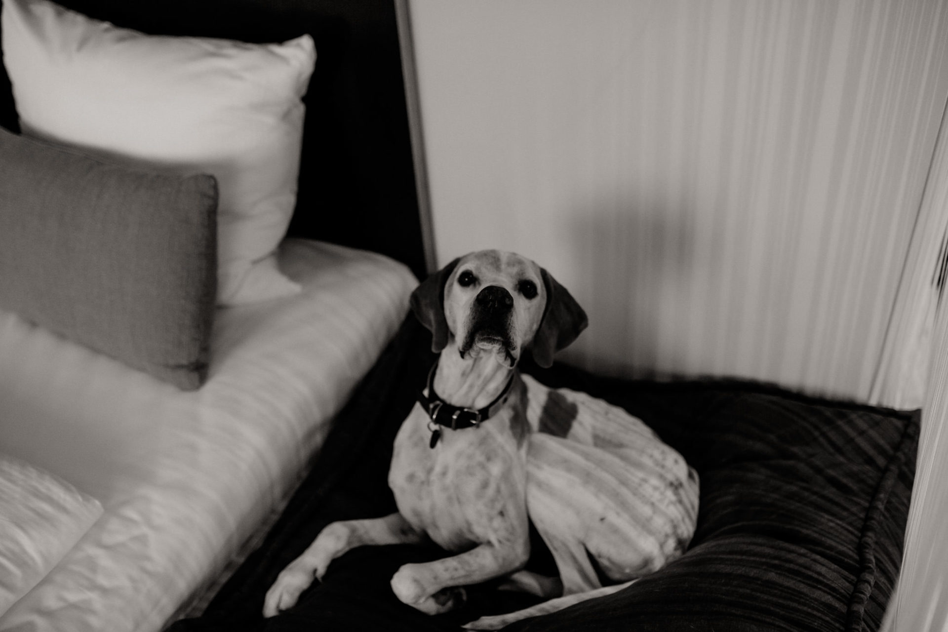 Urlaub mit Hund Innsbruck Hotel Nala Tierfotografie English Pointer Berge Hoteltipi Österreich