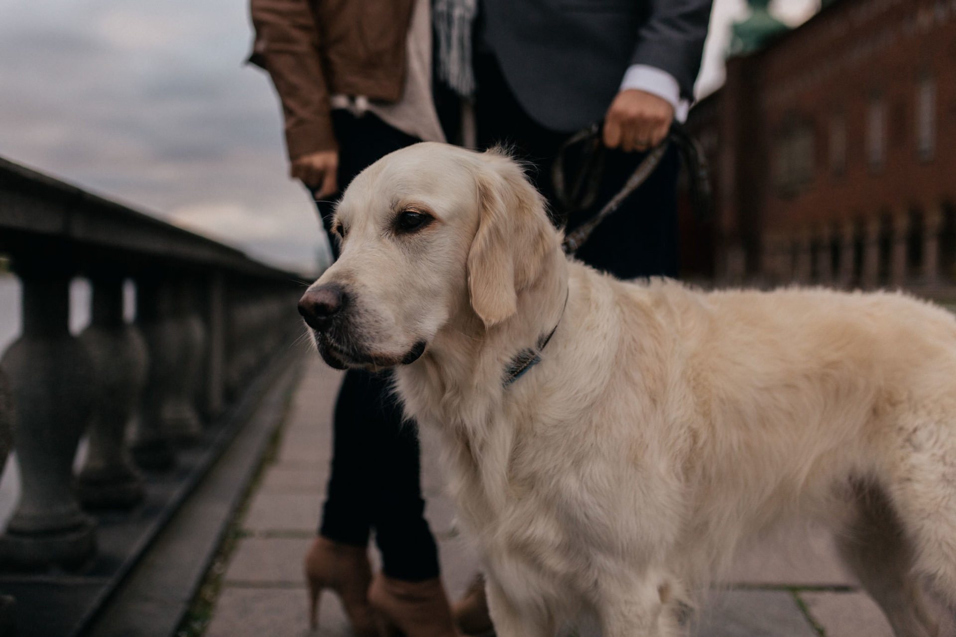 hundefotograf stuttgart-städtereise mit Hund-Stockholm mit Hund-Golden Retriever portrait