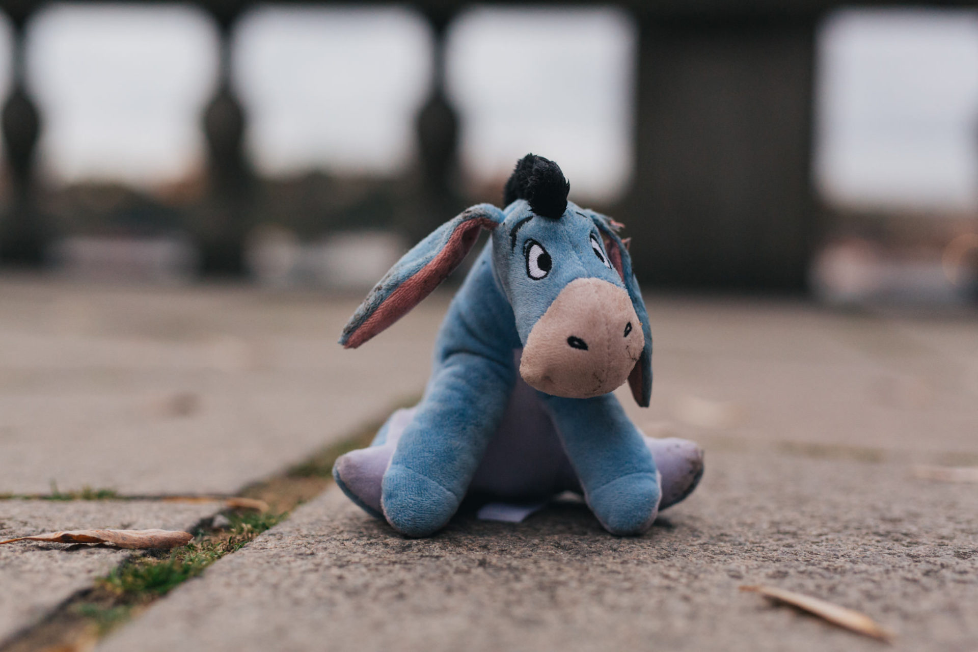 hundespielzeug-golden retriever Erziehung