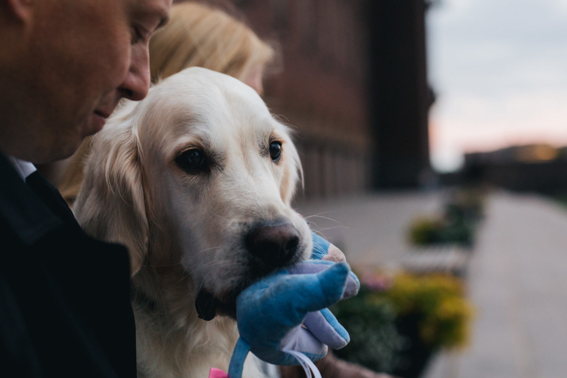 golden retriever als ringträger-hundeblick-lieblingsspielzeug und