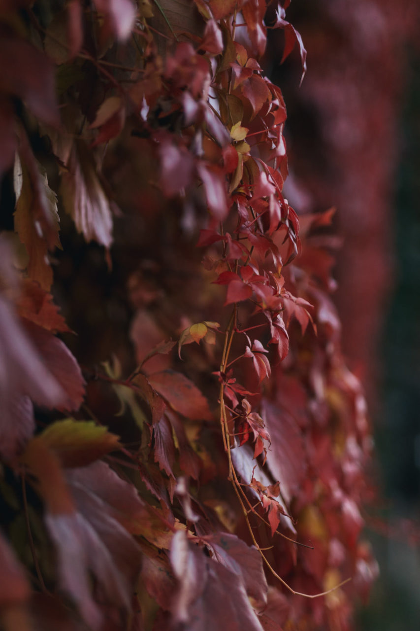 Hochzeitsfotograf Stuttgart-Destination Wedding photographer Europe-verlobungsbilder im Herbst