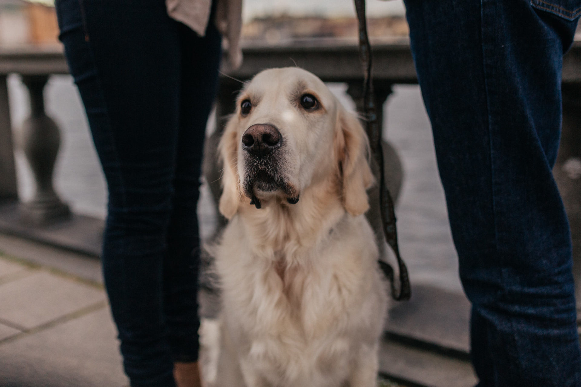 verlobungsshooting mit hund-golden retriever familienhund-stockholm mit Hund-hundefotograf stuttgart