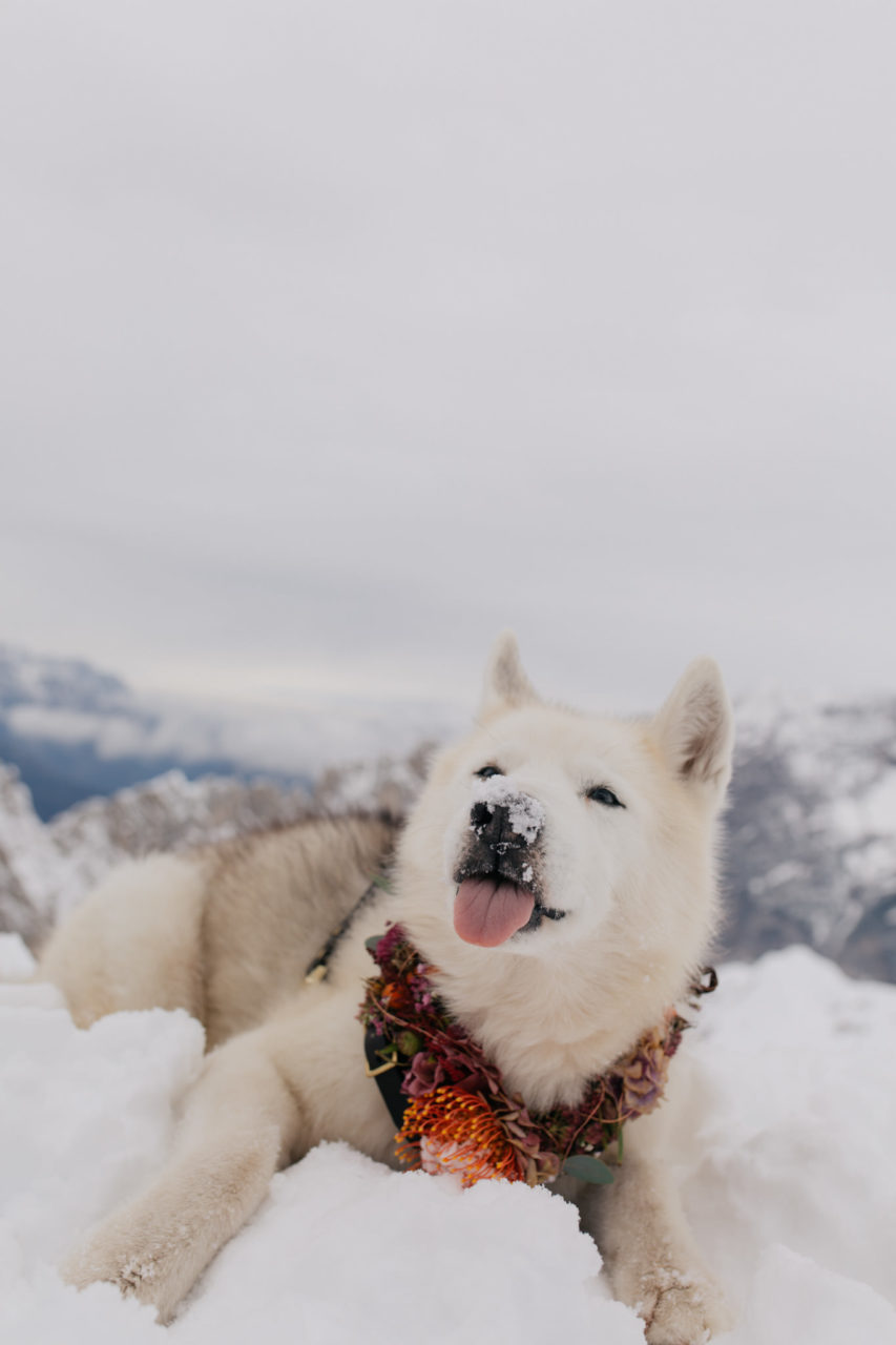 Hochzeitsfotograf Innsbruck Österreich Hochzeit Berge Hunde Husky Frenchie Winterhochzeit