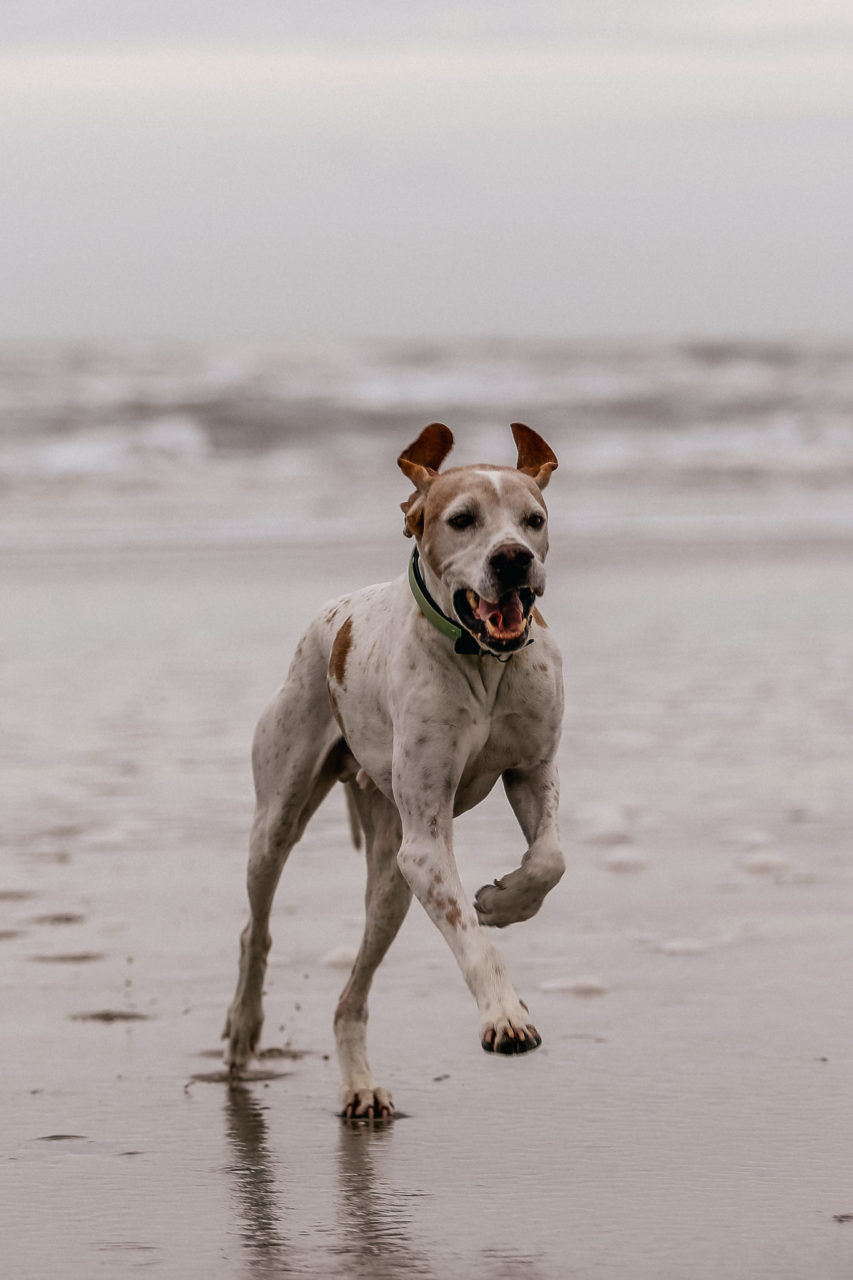 Urlaub mit Hund Sankt Peter Ording Beach Motel Strand Tierfotografie English Pointer