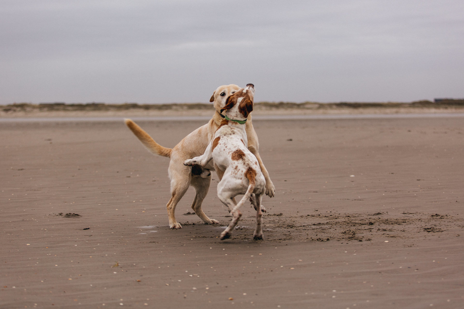 Urlaub mit Hund Sankt Peter Ording Beach Motel Strand Tierfotografie English Pointer