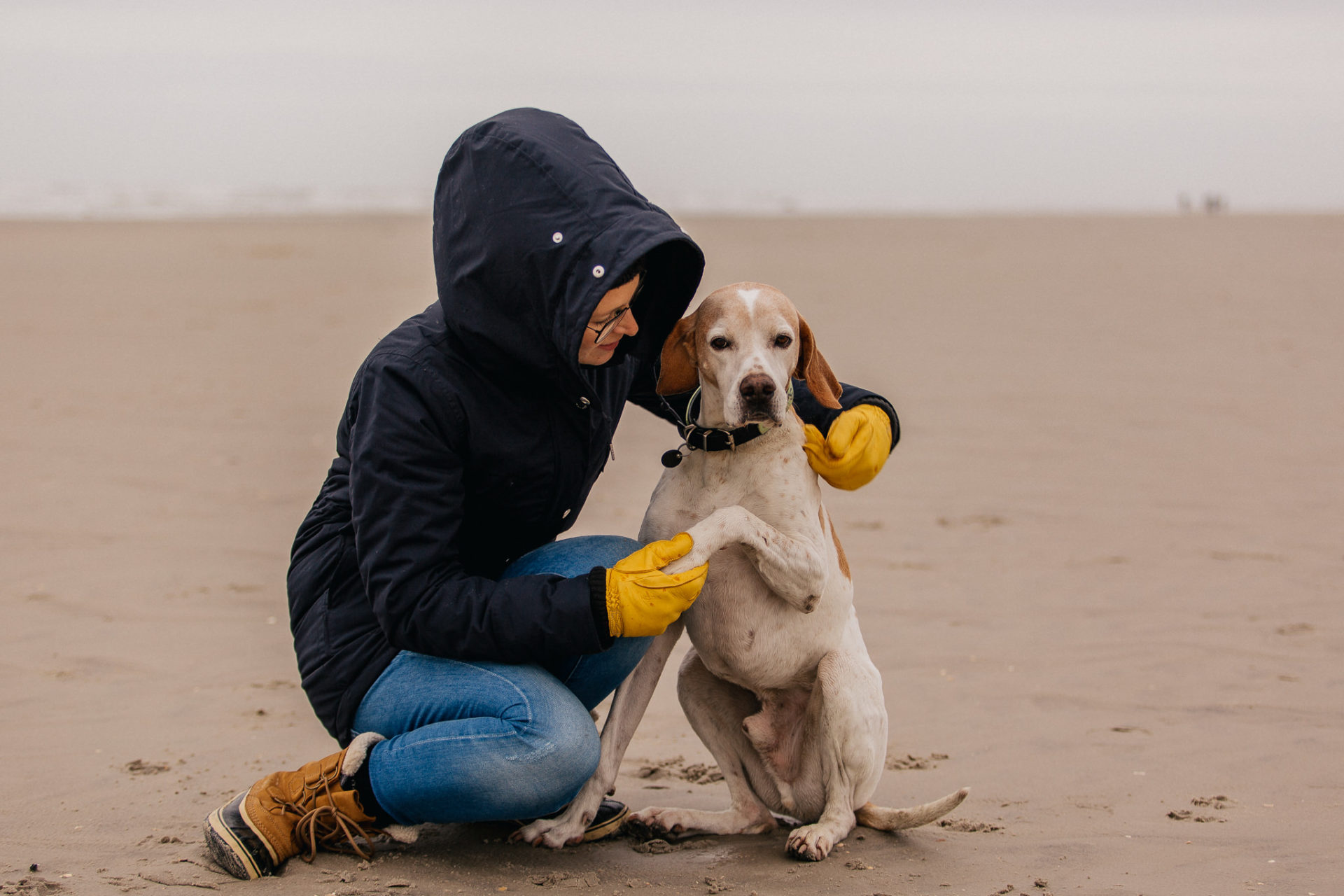 Urlaub mit Hund Sankt Peter Ording Beach Motel Strand Tierfotografie English Pointer