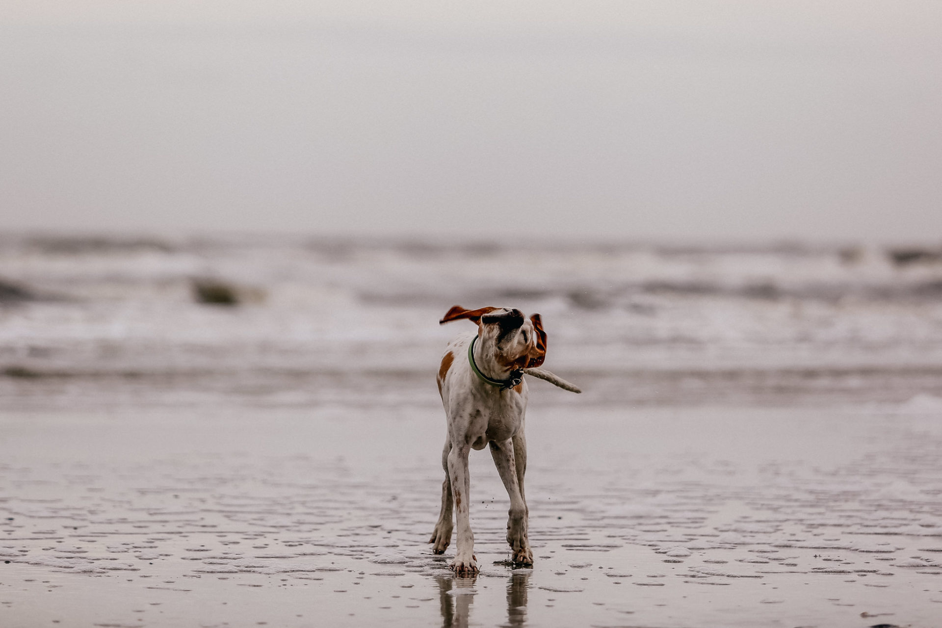 Urlaub mit Hund Sankt Peter Ording Beach Motel Strand Tierfotografie English Pointer