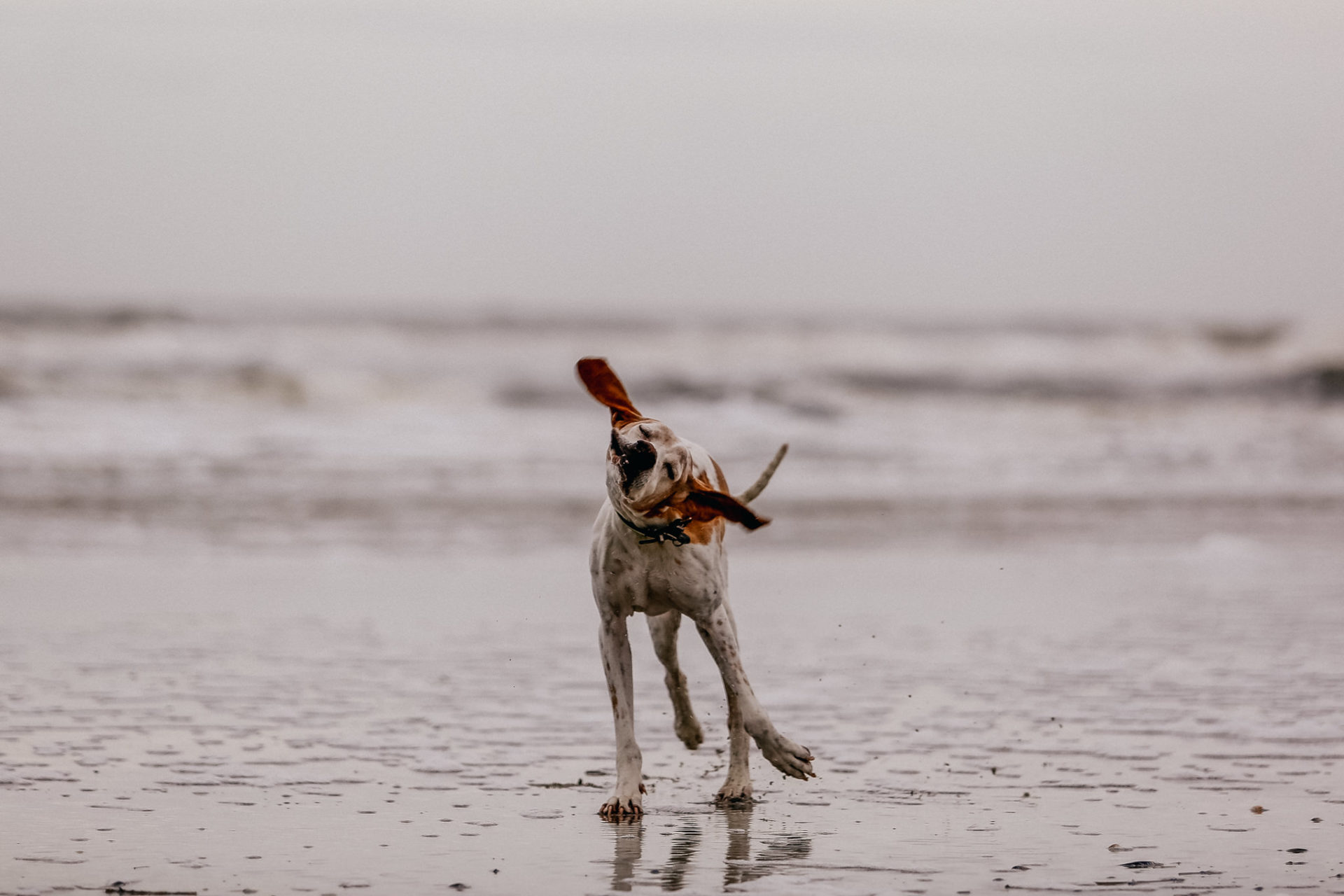 Urlaub mit Hund Sankt Peter Ording Beach Motel Strand Tierfotografie English Pointer
