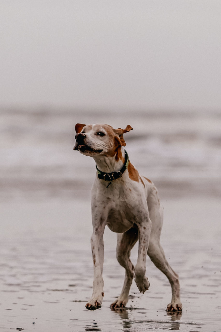 Urlaub mit Hund Sankt Peter Ording Beach Motel Strand Tierfotografie English Pointer