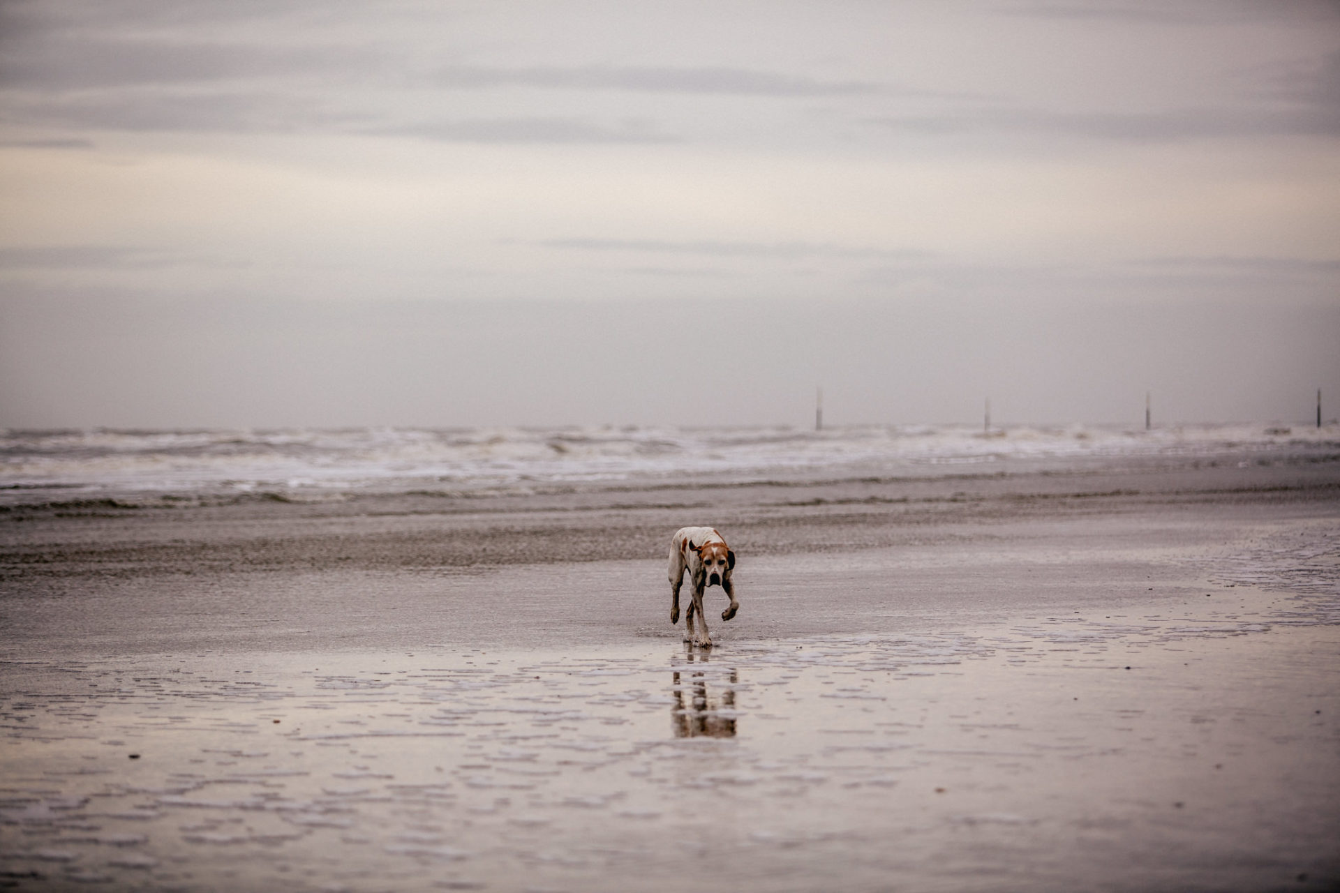 Urlaub mit Hund Sankt Peter Ording Beach Motel Strand Tierfotografie English Pointer