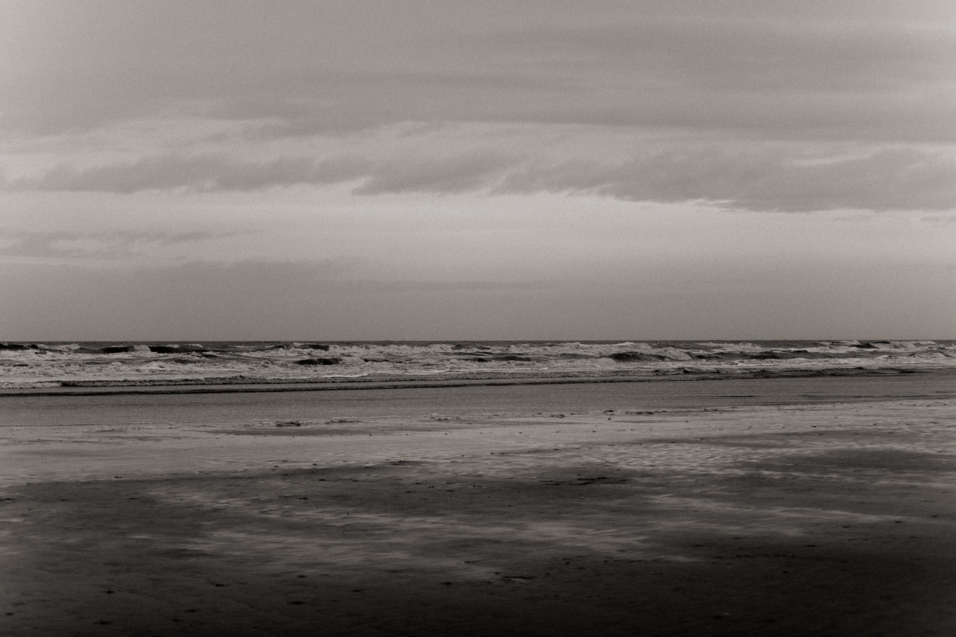 Urlaub mit Hund Sankt Peter Ording Beach Motel Strand Tierfotografie English Pointer