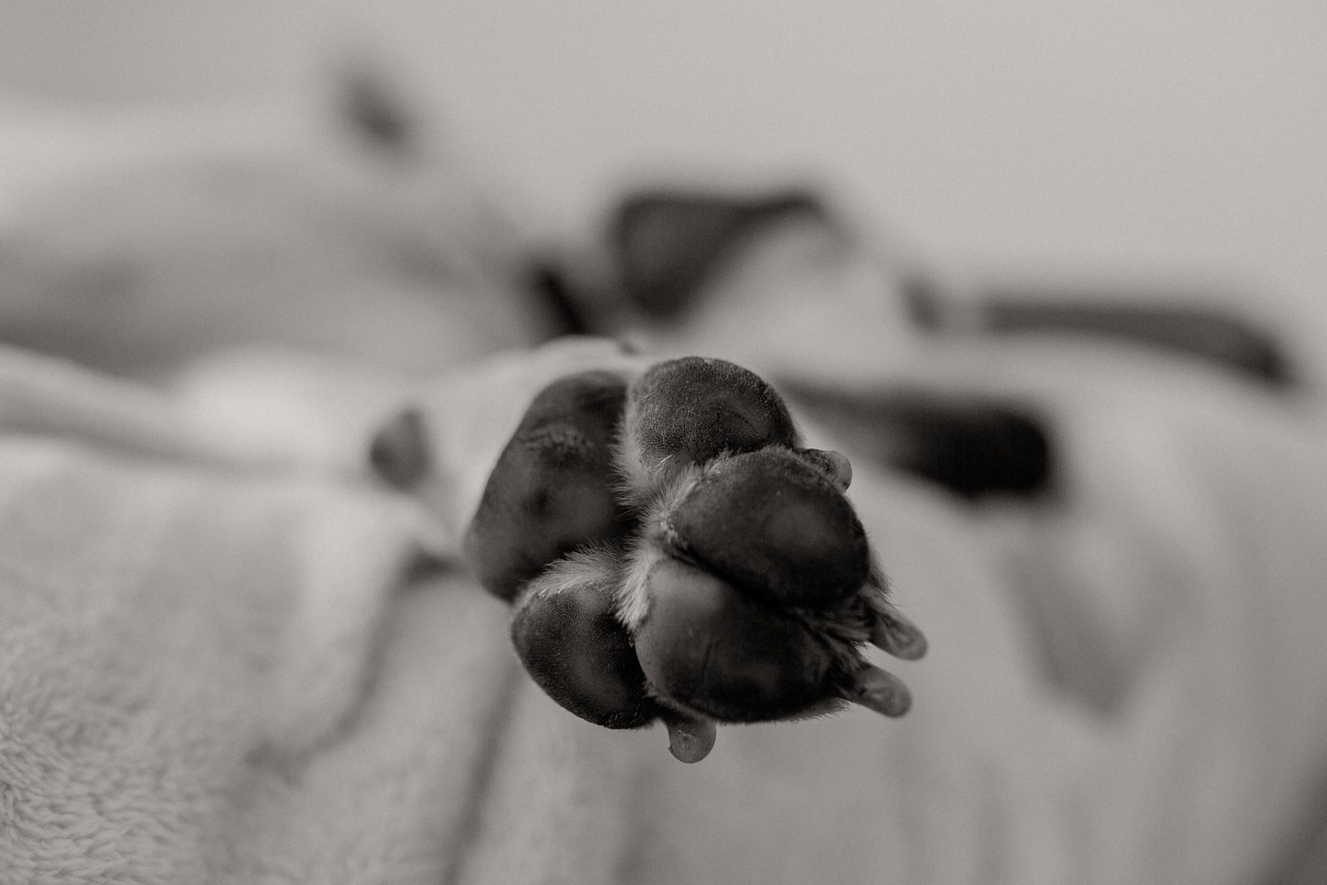 Hundefotograf Tierfotografie natürlich kreativ Hund im Bett English Pointer Pfote