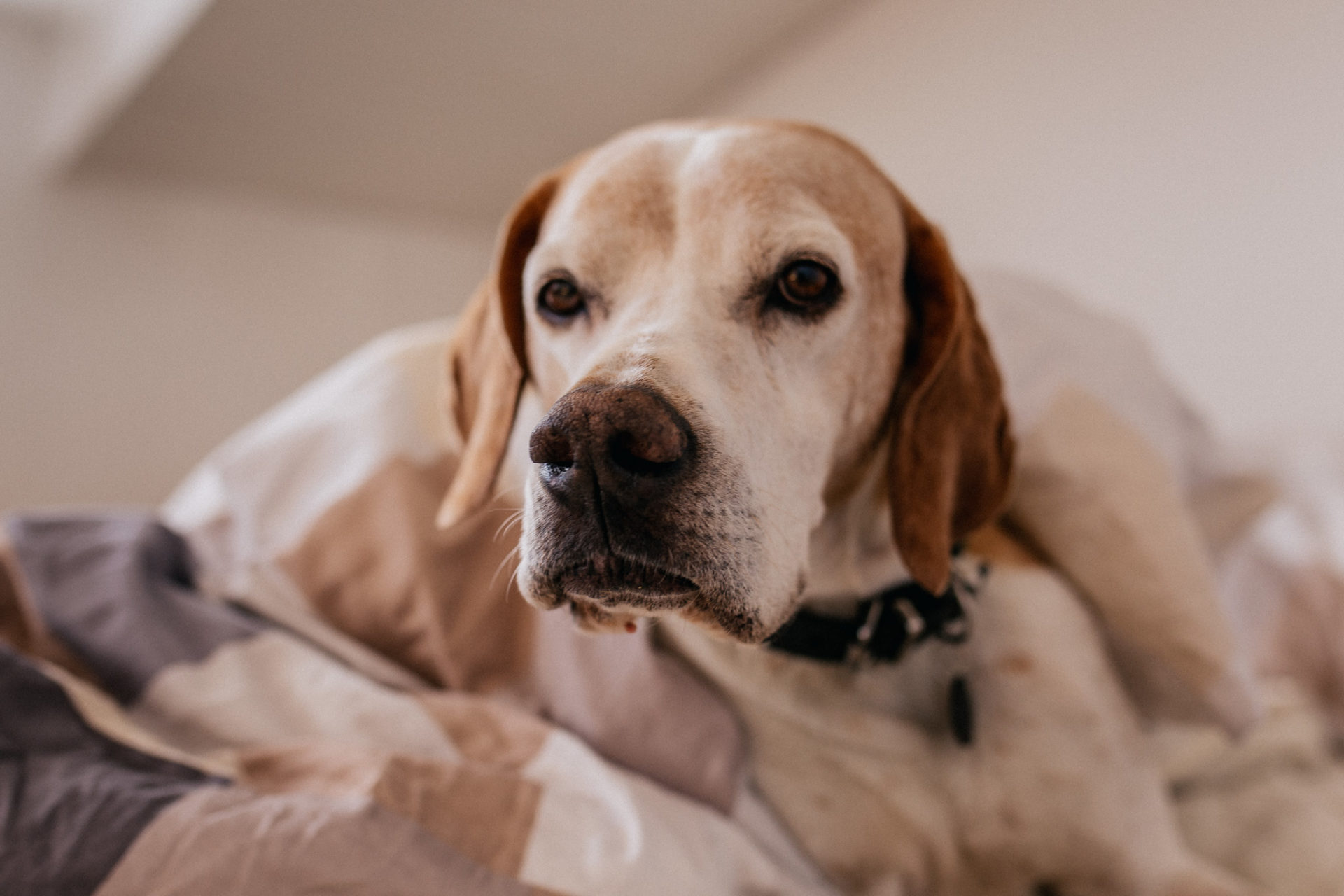 Hundefotograf Tierfotografie natürlich kreativ Hund im Bett English Pointer Nase