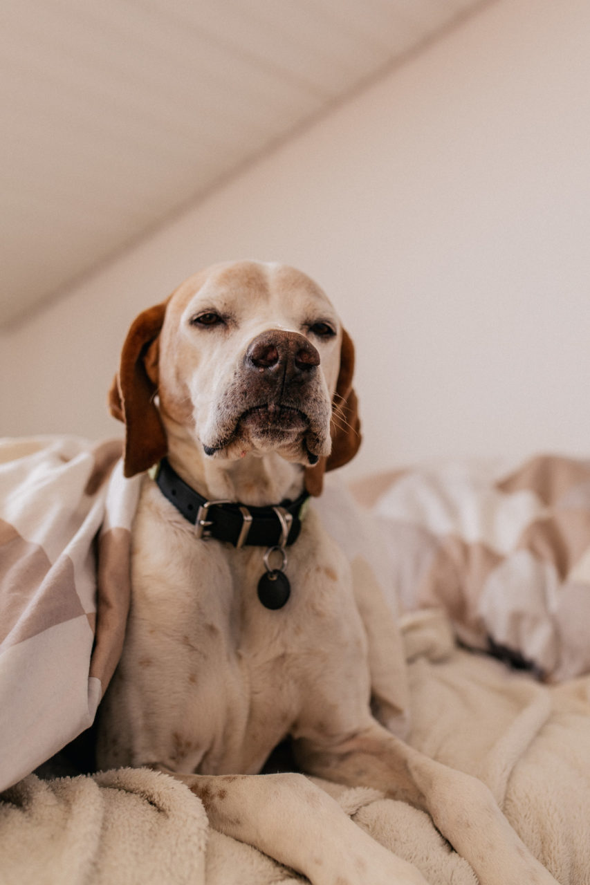 Hundefotograf Tierfotografie natürlich kreativ Hund im Bett English Pointer