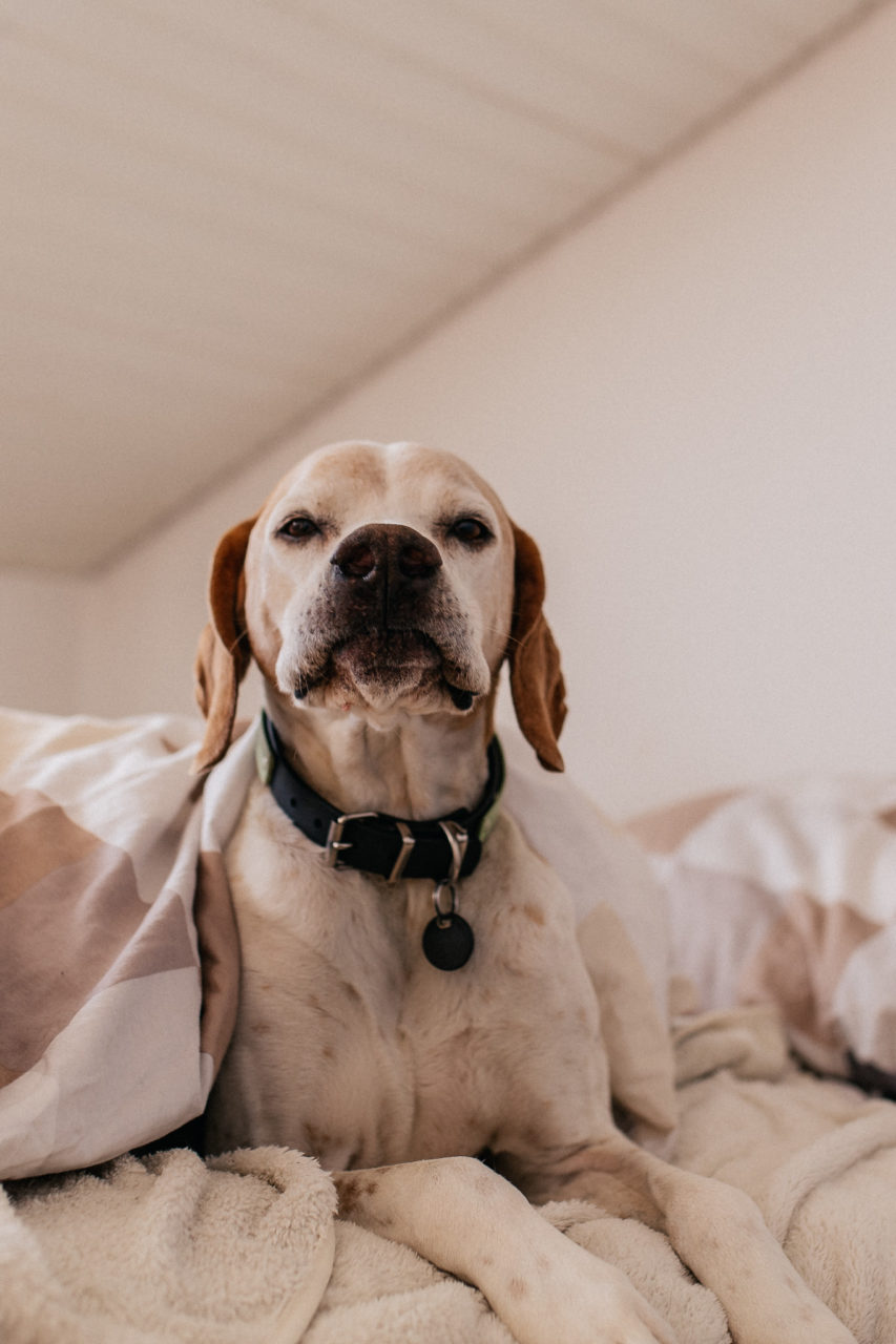Hundefotograf Tierfotografie natürlich kreativ Hund im Bett