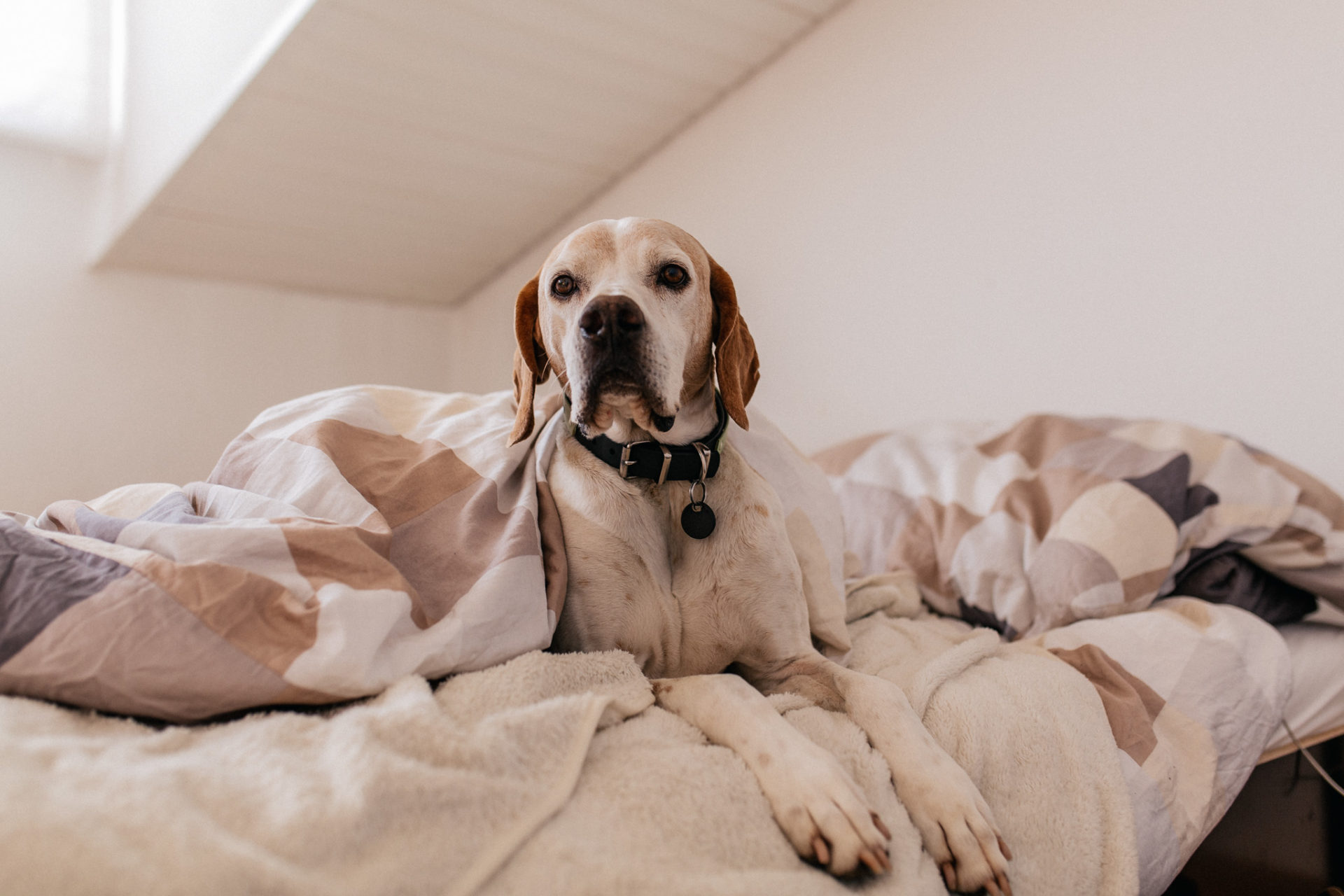 Hundefotograf Tierfotografie natürlich kreativ Hund im Bett