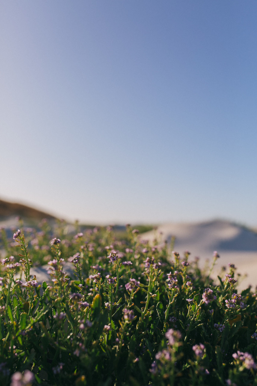 Wedding photographer perth-elopement australia-WA beach wedding WA-elfenkleid bridal gown-sunrise portrait