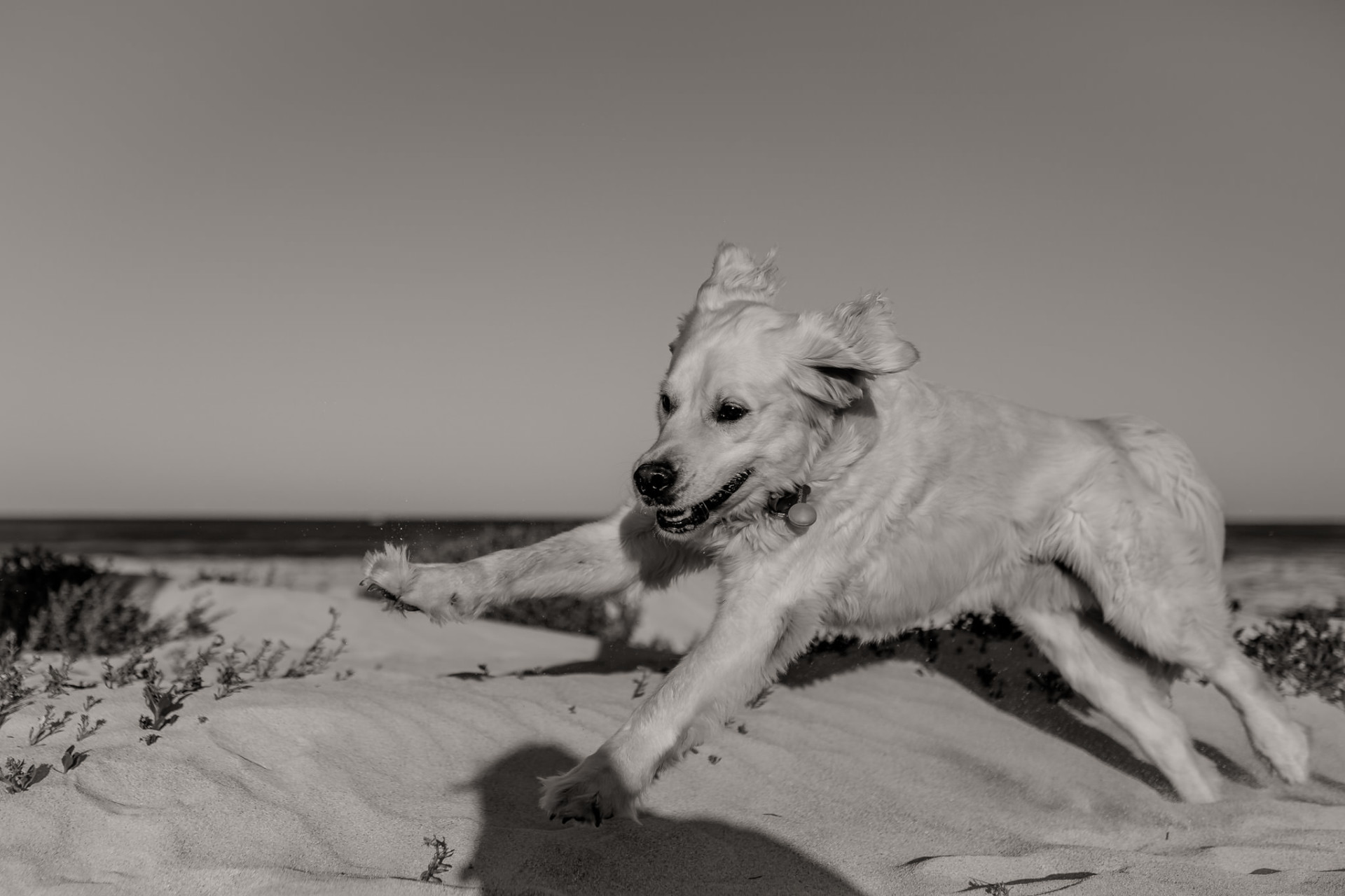 dog photographer perth-beach walk-dog beach WA-road trip with dogs-golden retriever