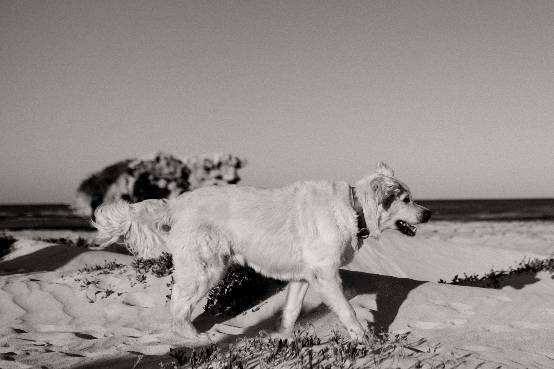 dog photographer perth-beach walk-dog beach WA-road trip with dogs-golden retriever