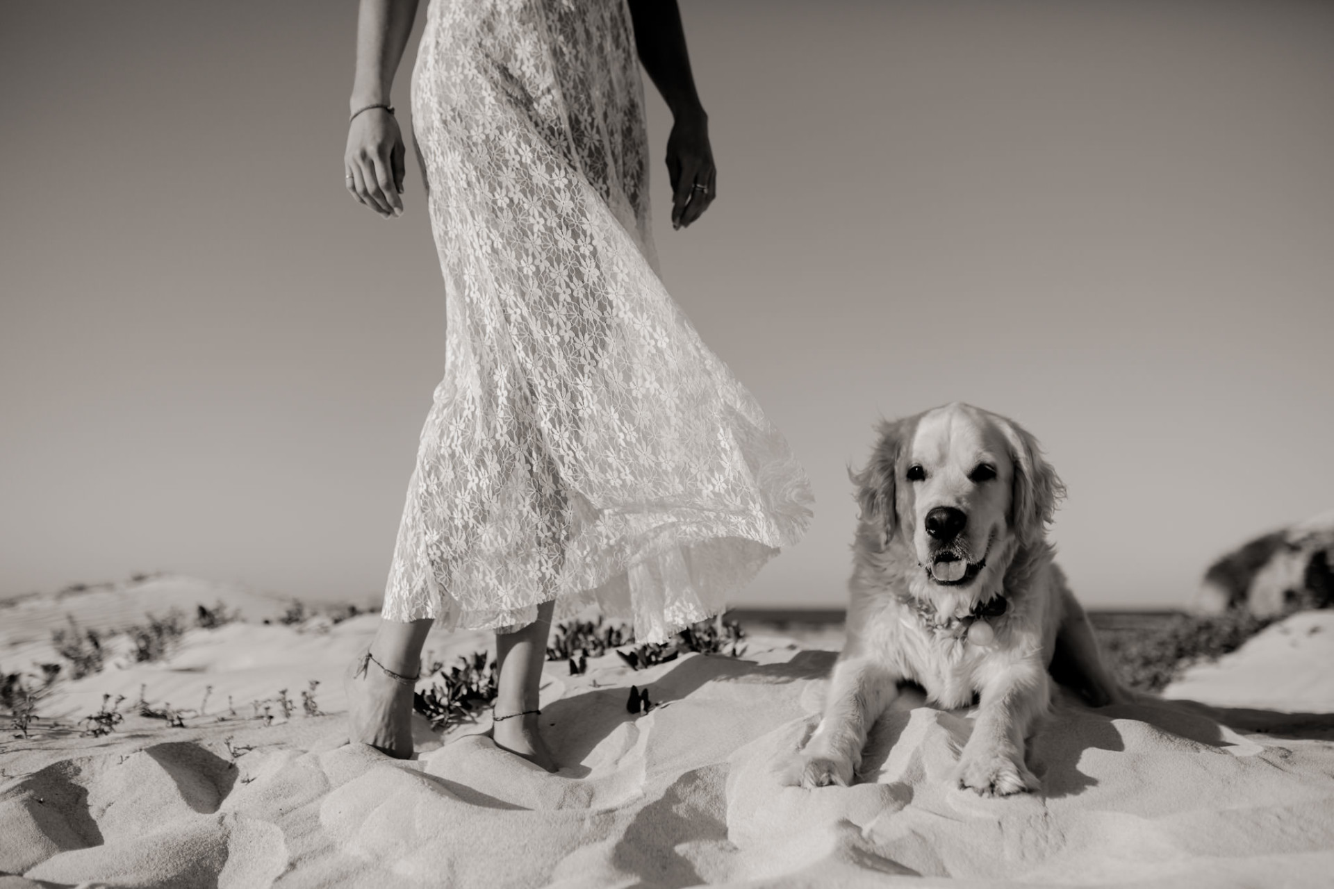 dog photographer perth-beach walk-dog beach WA-road trip with dogs-golden retriever