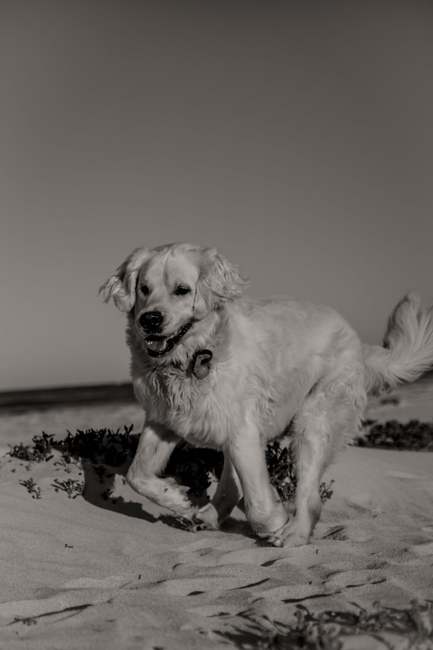 dog photographer perth-beach walk-dog beach WA-road trip with dogs-golden retriever