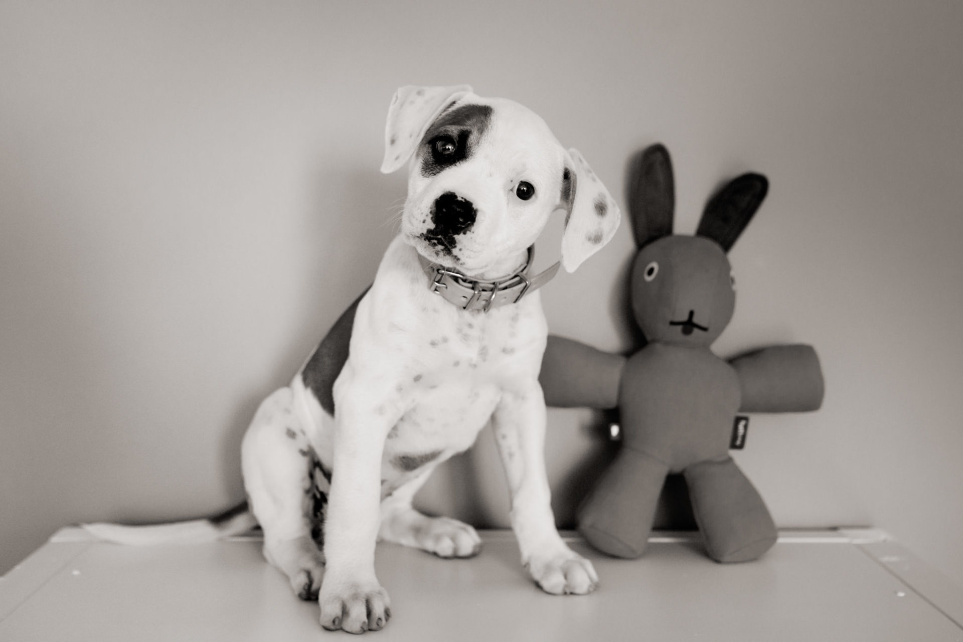 Hundefotograf-Tierfotos Stuttgart-Proud Heroes AB Welpen-1 Hundefotograf Stuttgart-berlin tierfotos-Portraits mit Hund-American Bulldog Welpe-Prout Heroes Bulldogs-Leben mit Welpe-Stubenrein