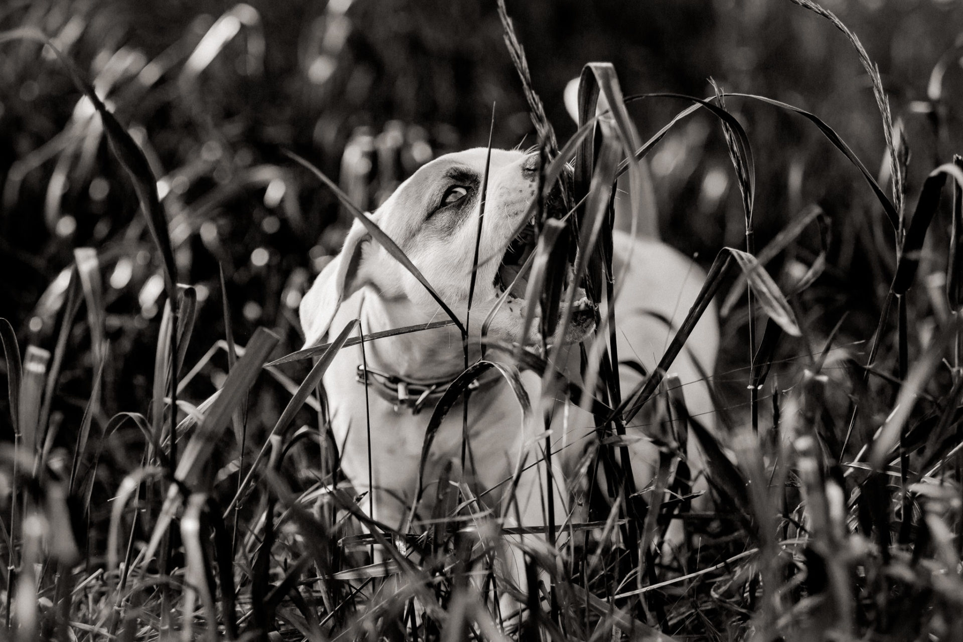 Hundefotograf-Tierfotos Stuttgart-Proud Heroes AB Welpen-11 Hundefotograf Stuttgart-berlin tierfotos-Portraits mit Hund-American Bulldog Welpe-Prout Heroes Bulldogs-Leben mit Welpe-Stubenrein