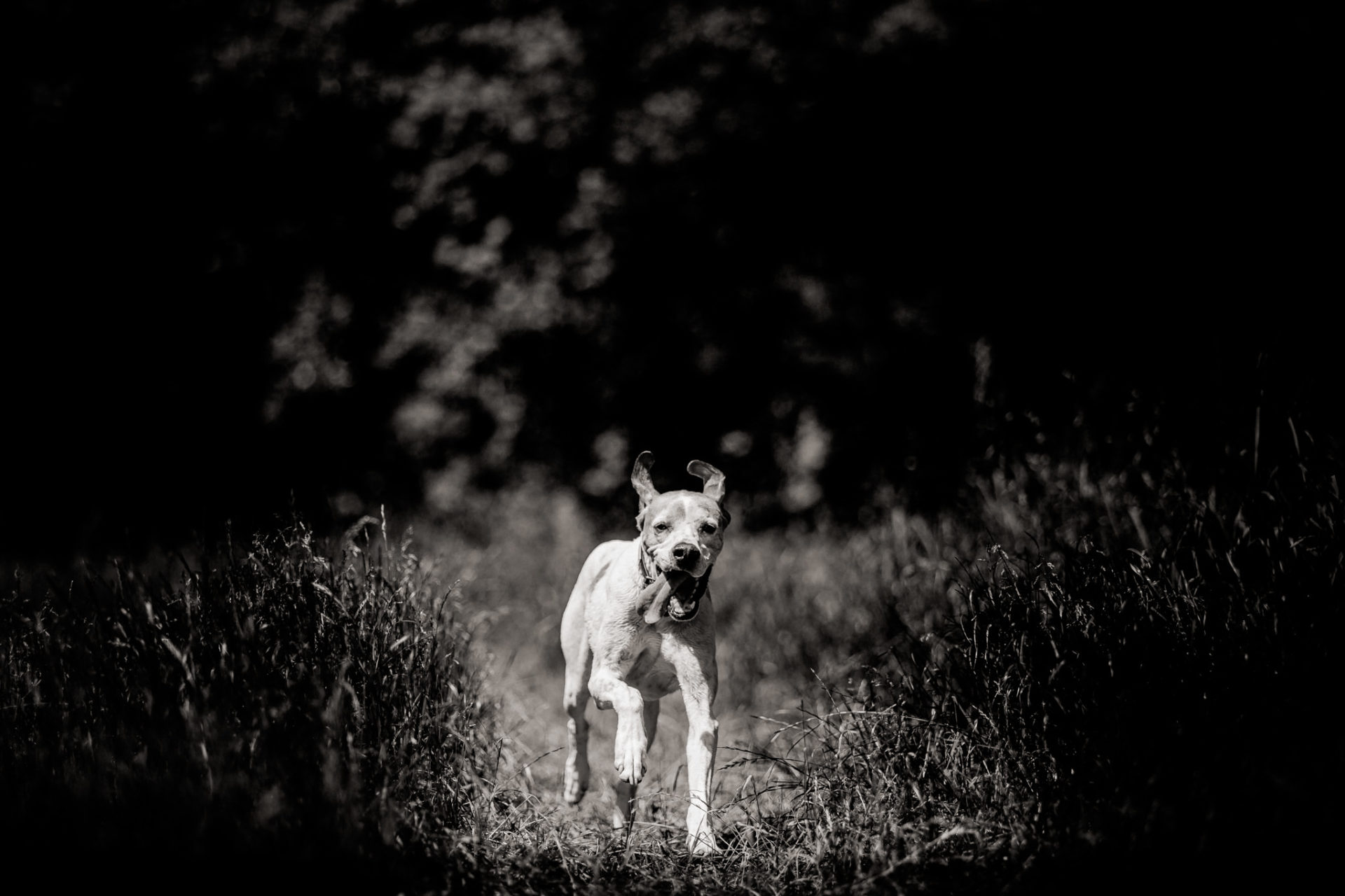Hundefotograf-Tierfotos Stuttgart-Proud Heroes AB Welpen-12 hundefotograf stuttgart-haustierportraits-ungestellte tierfotos-hundefotos in natur-english pointer