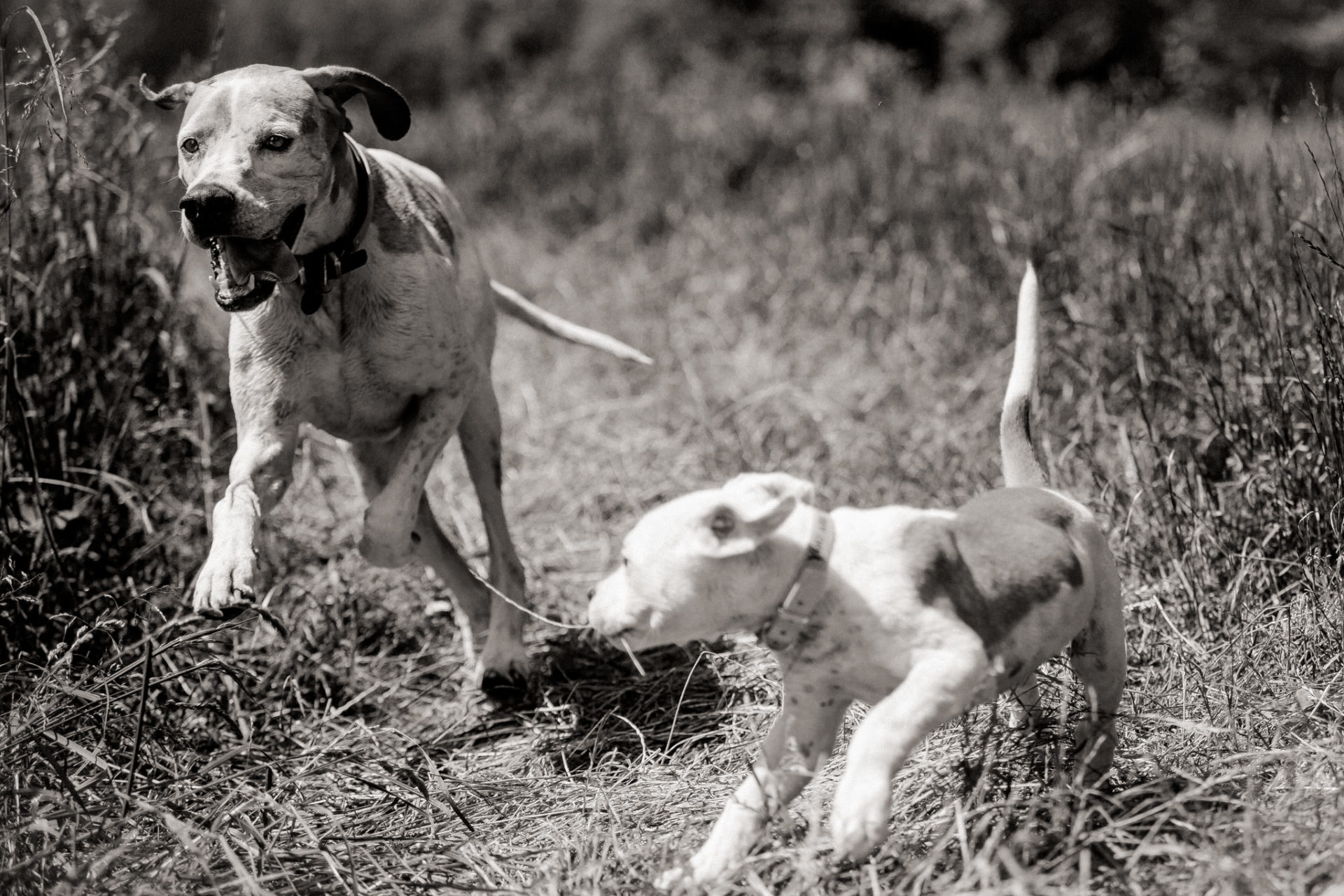 Hundefotograf-Tierfotos Stuttgart-Proud Heroes AB Welpen-13 hundefotograf stuttgart-haustierportraits-ungestellte tierfotos-hundefotos in natur-english pointer