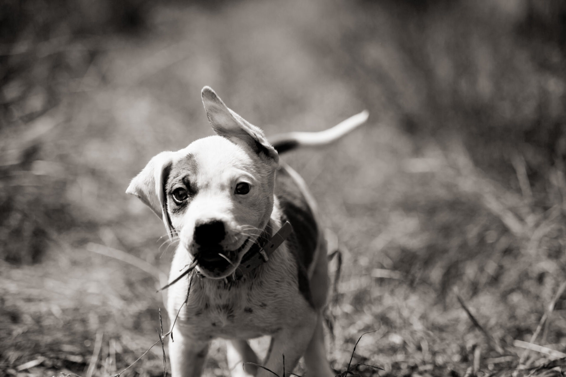 Hundefotograf-Tierfotos Stuttgart-Proud Heroes AB Welpen-14 hundefotograf stuttgart-haustierportraits-ungestellte tierfotos-hundefotos in natur-american bulldog puppy