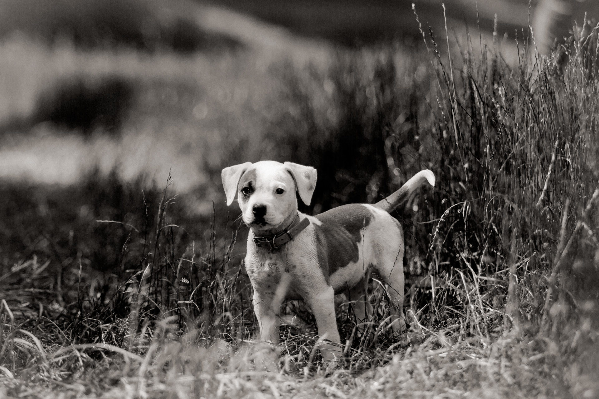Hundefotograf-Tierfotos Stuttgart-Proud Heroes AB Welpen-15 hundefotograf stuttgart-haustierportraits-ungestellte tierfotos-hundefotos in natur-american bulldog puppy