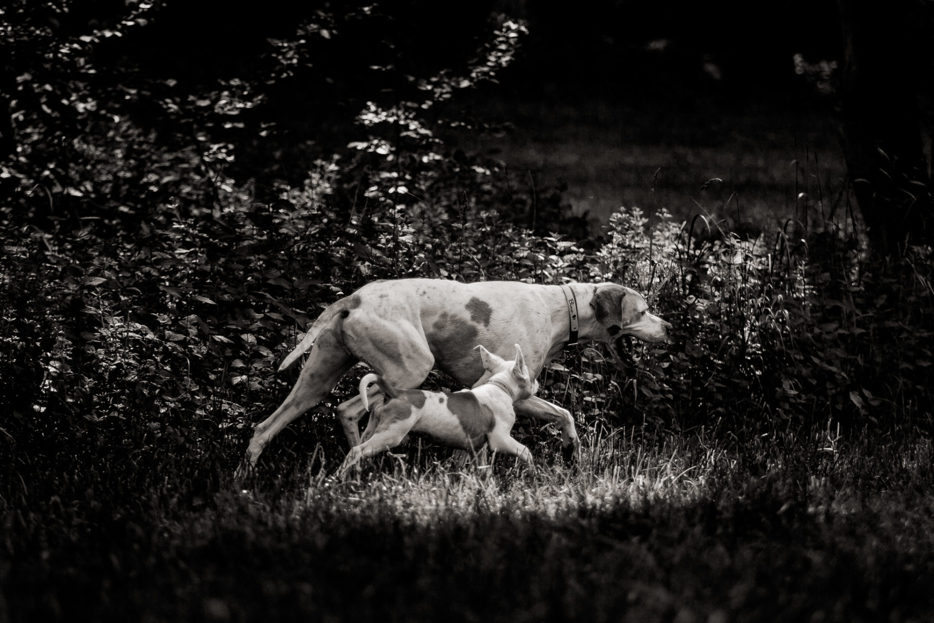 Hundefotograf-Tierfotos Stuttgart-Proud Heroes AB Welpen-16 hundefotograf stuttgart-haustierportraits-ungestellte tierfotos-hundefotos in natur-american bulldog puppy